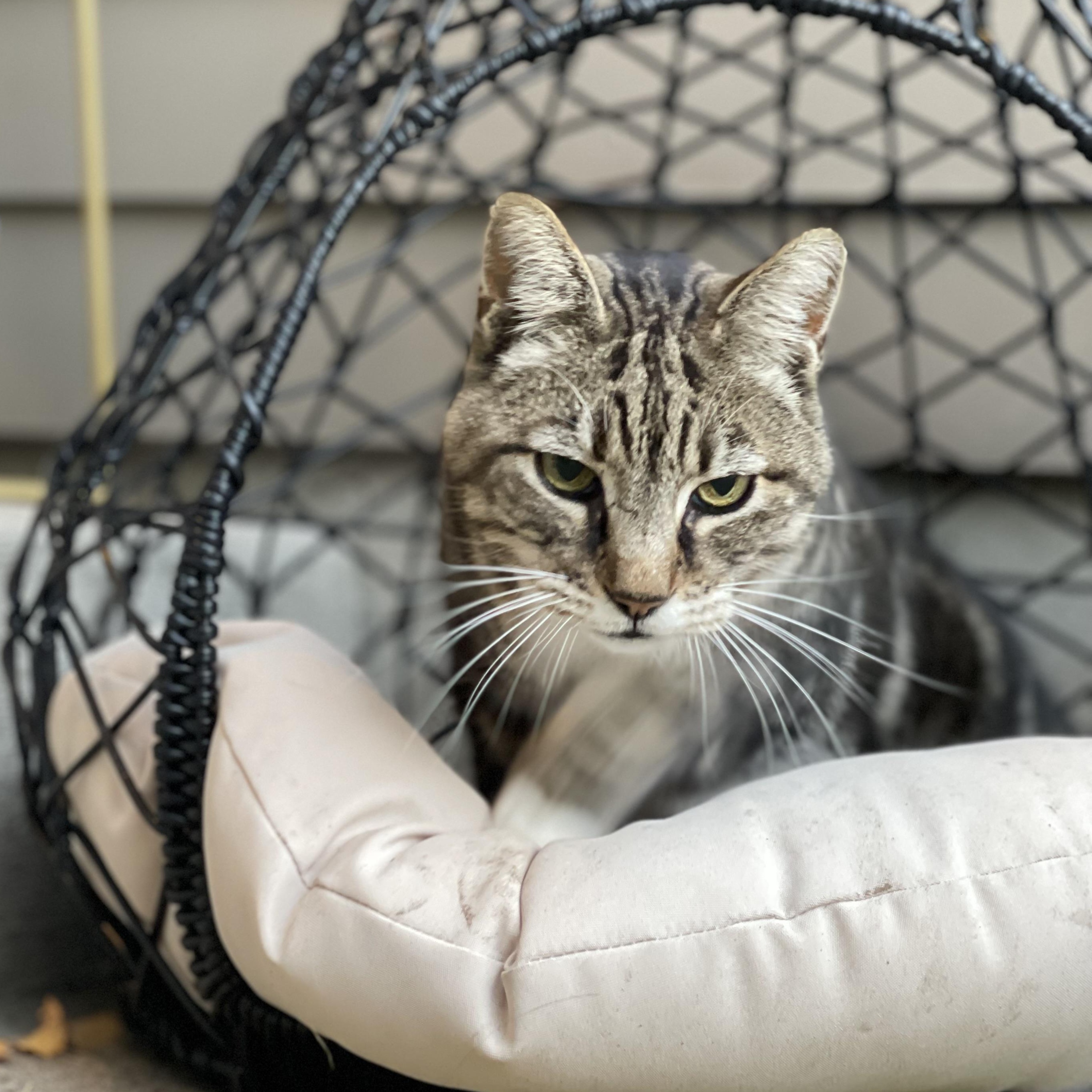 Enlarge Caper, a Adoptable mixed breed in Mcminville , OR image 3/5