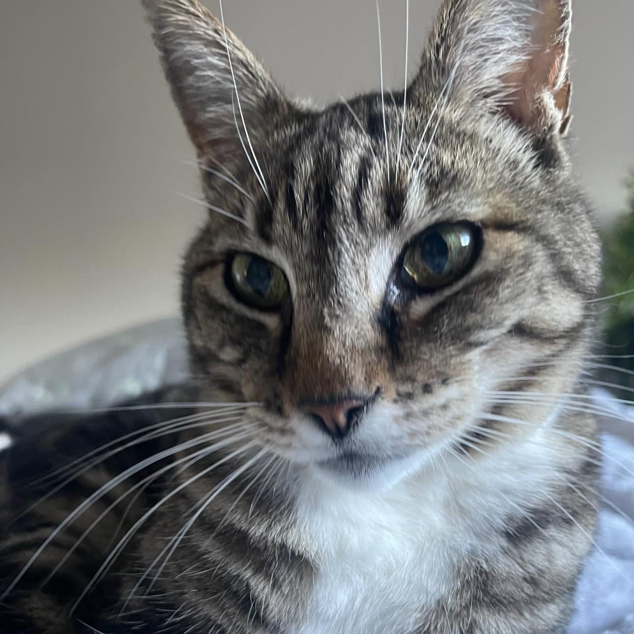 Enlarge Caper, a Adoptable mixed breed in Mcminville , OR image 2/5