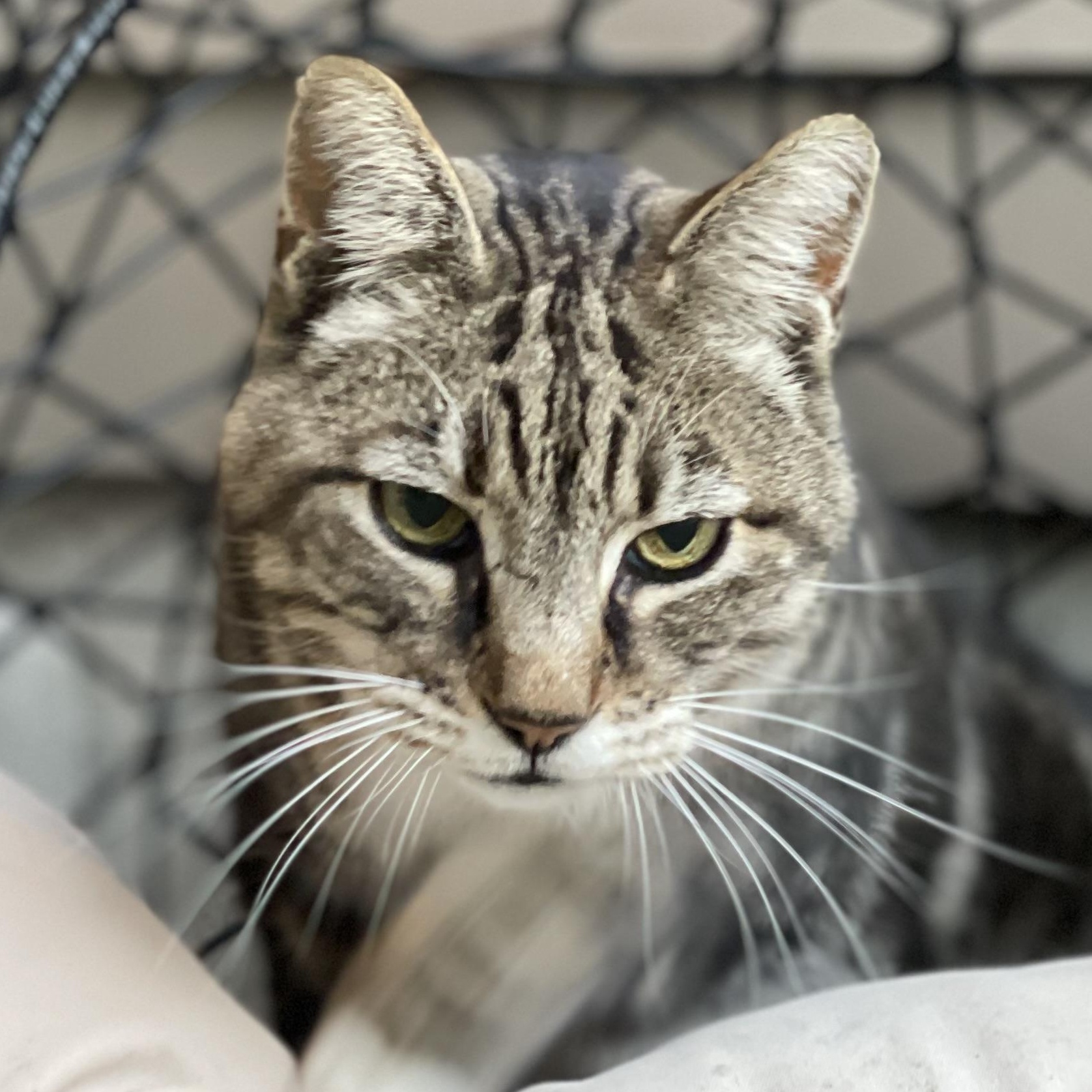 Enlarge Caper, a Adoptable mixed breed in Mcminville , OR image 1/5