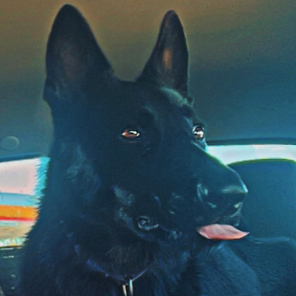 Enlarge Finn, a Adoptable German Shepherd Dog in Griffin, GA image 2/4