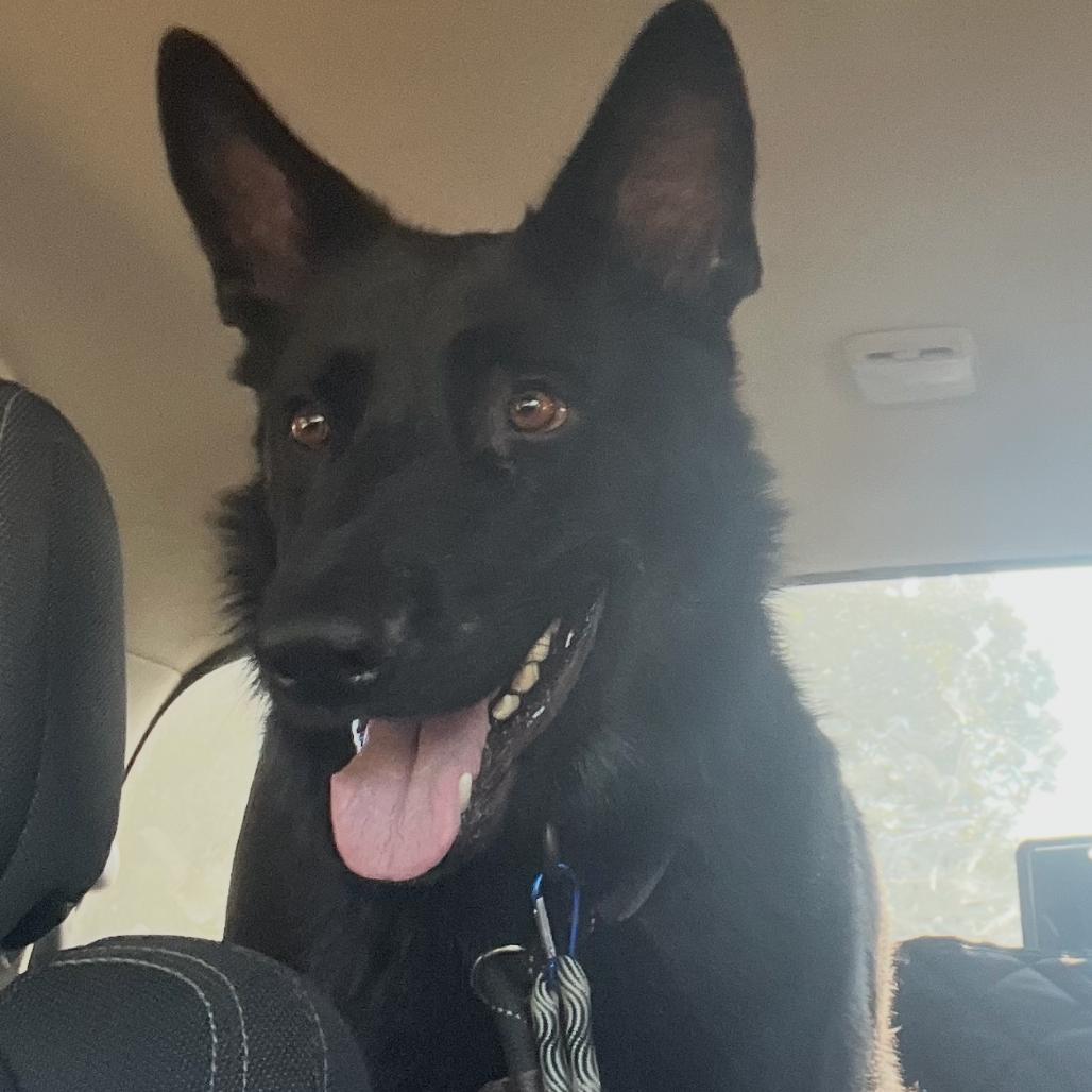 Enlarge Finn, a Adoptable German Shepherd Dog in Griffin, GA image 3/4