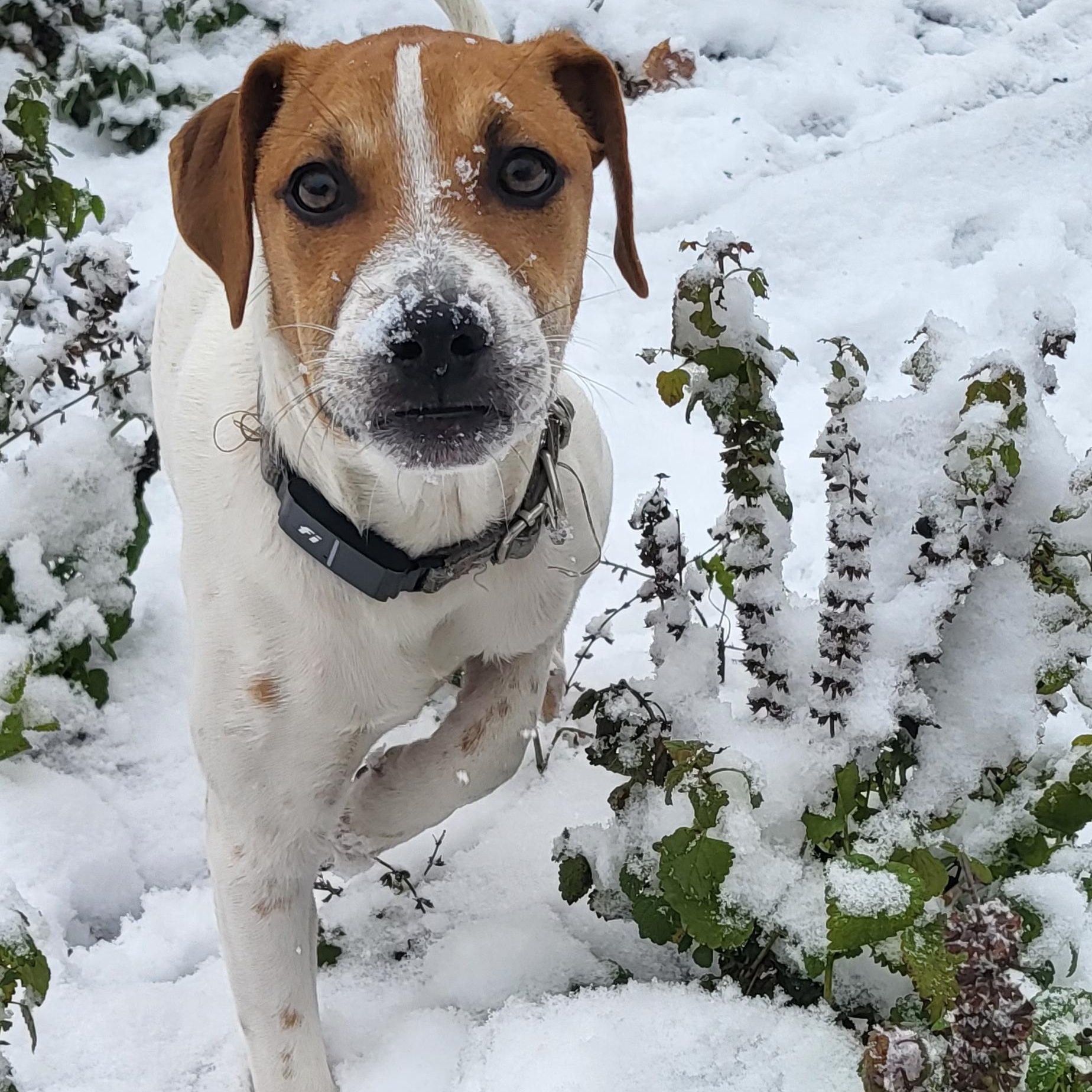 Enlarge Pinto , a Adoptable mixed breed in Annapolis, MD image 6/6