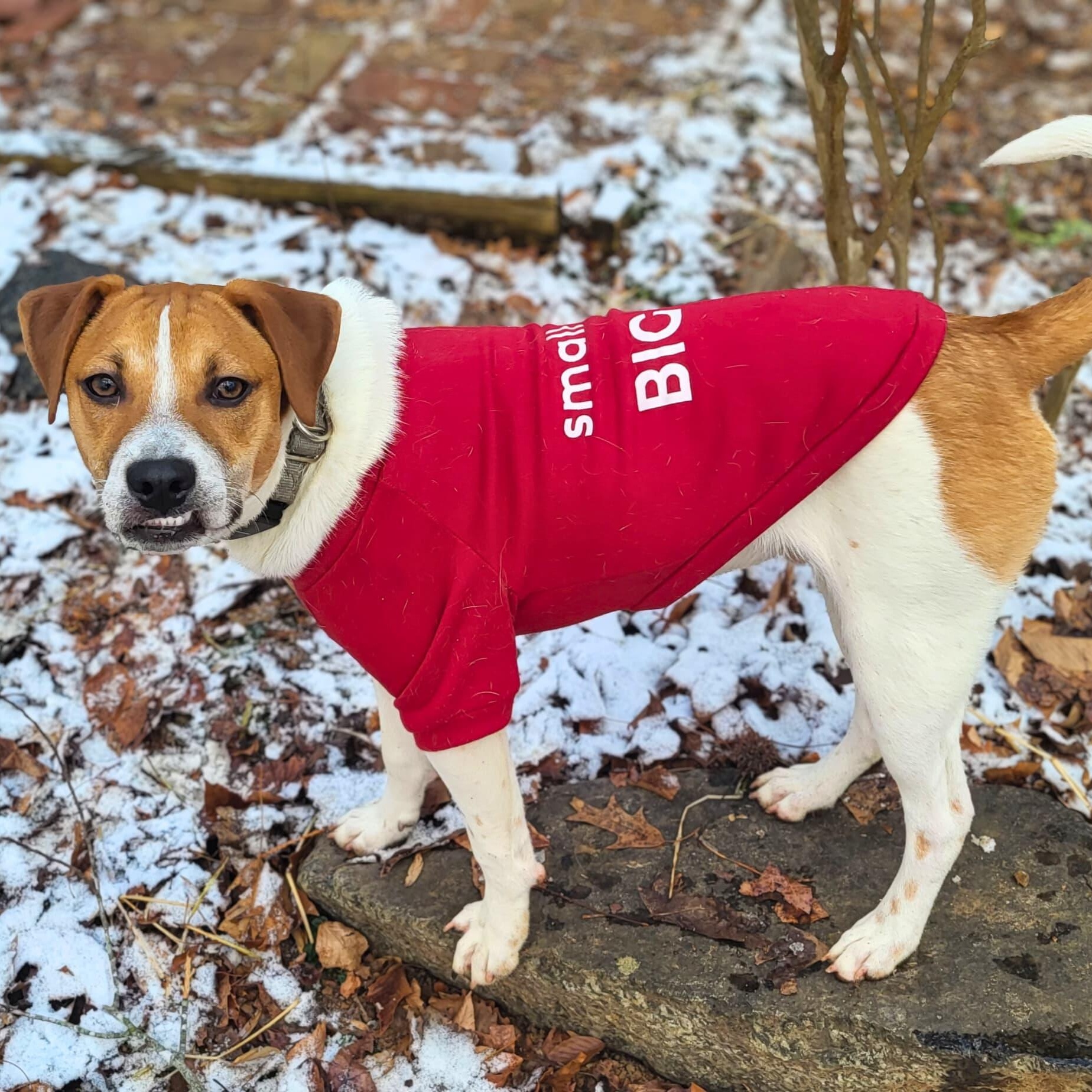Enlarge Pinto , a Adoptable mixed breed in Annapolis, MD image 5/6