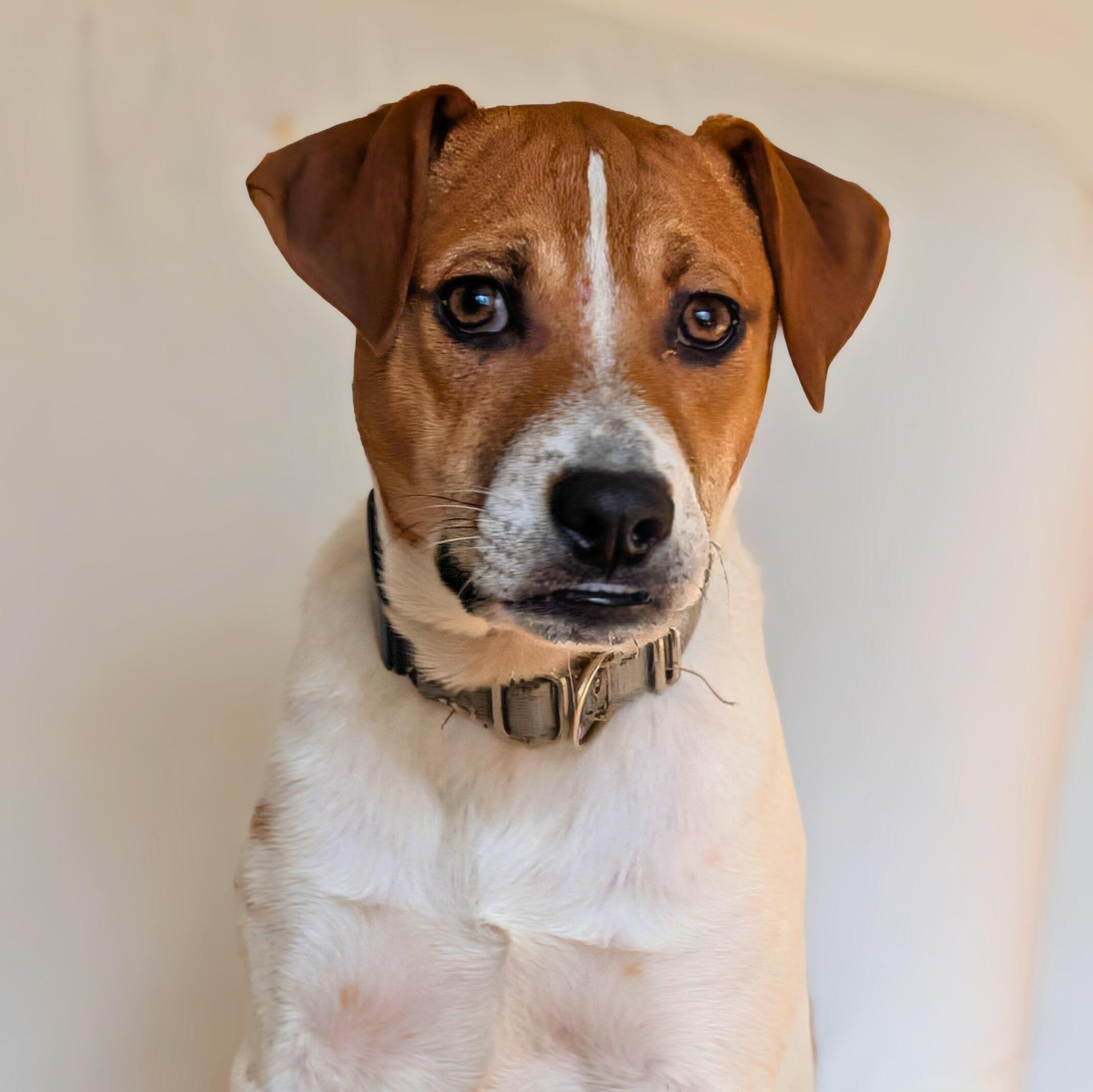 Enlarge Pinto , a Adoptable mixed breed in Annapolis, MD image 4/6