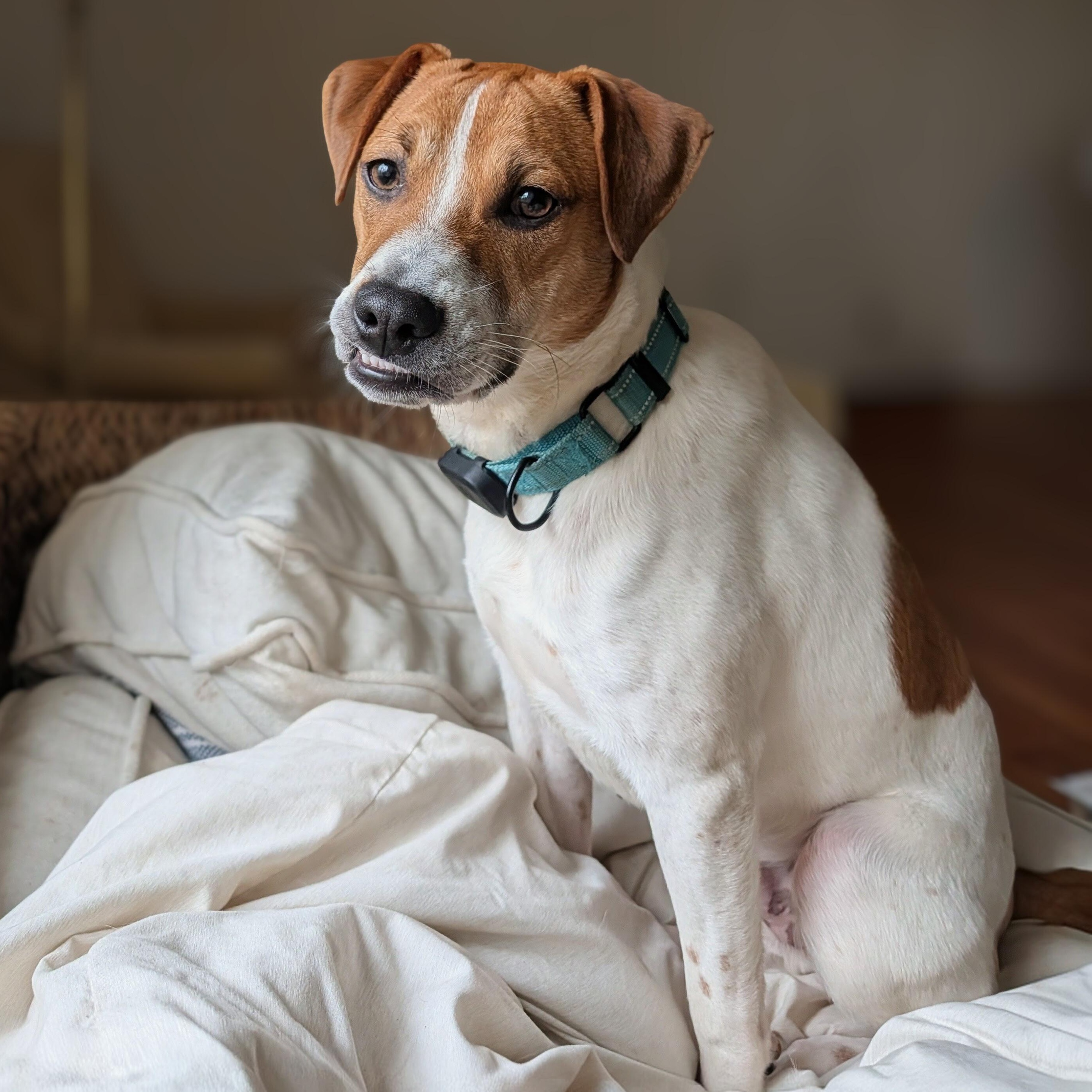 Enlarge Pinto , a Adoptable mixed breed in Annapolis, MD image 1/6