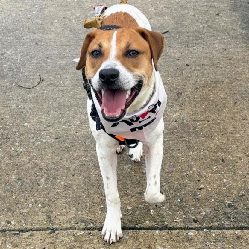 Enlarge Pinto , a Adoptable mixed breed in Annapolis, MD image 2/6