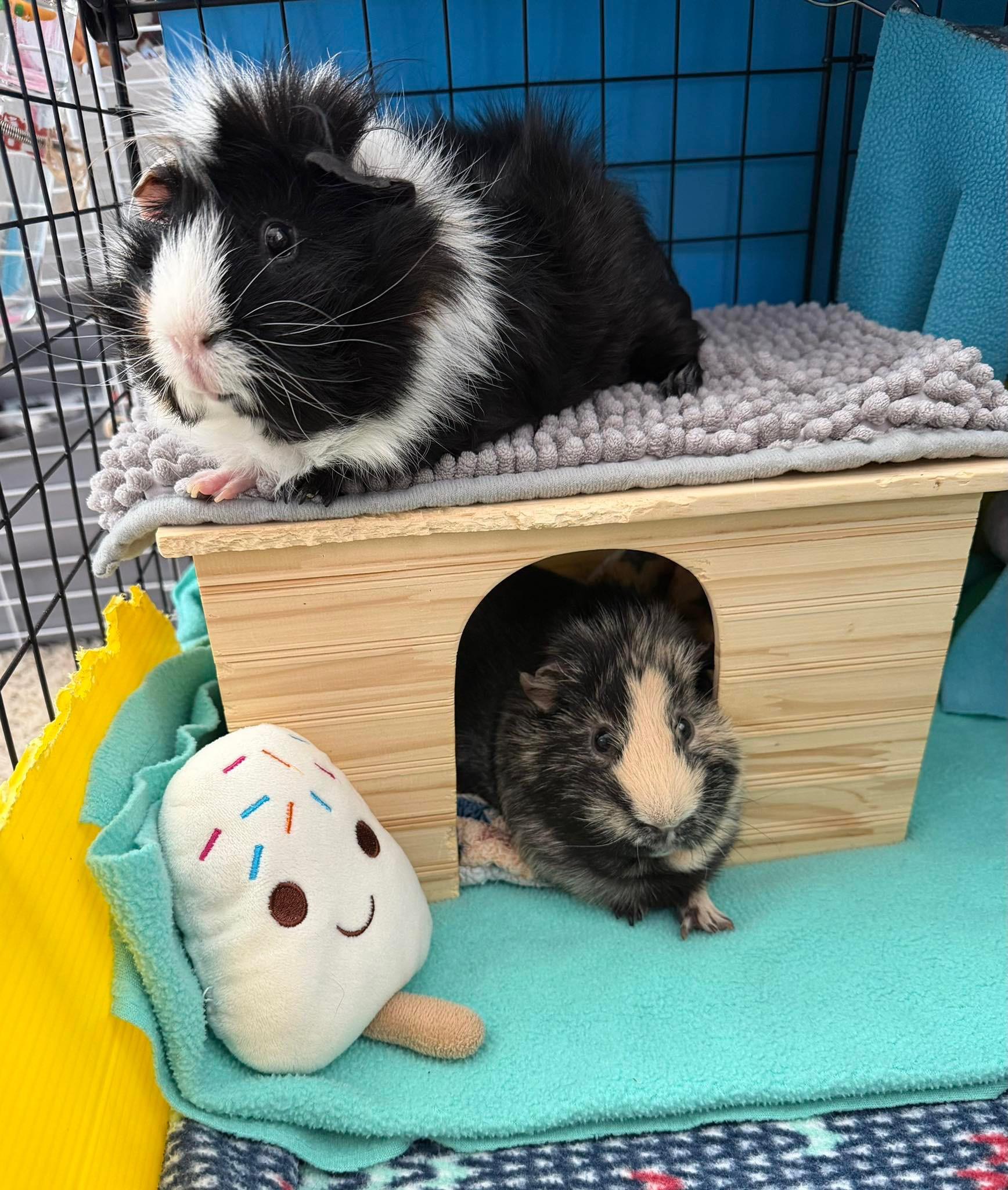 Pippin & Augusto, Adoptable, Young Male Abyssinian & Short-Haired.