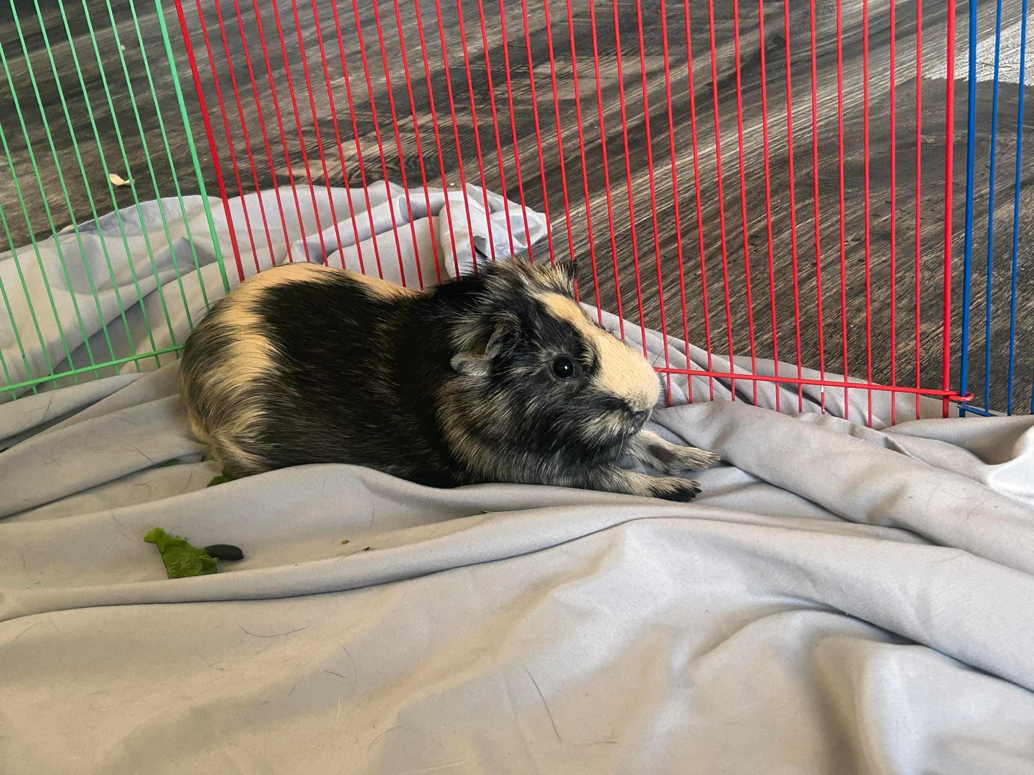 Enlarge Pippin & Augusto, a Adoptable Abyssinian in Fort Collins, CO image 4/5