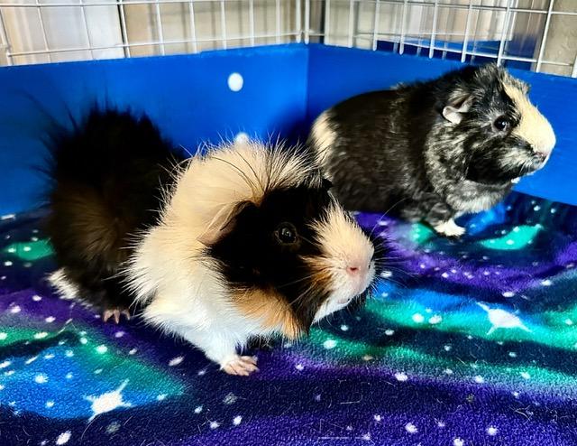 Enlarge Pippin & Augusto, a Adoptable Abyssinian in Fort Collins, CO image 1/5