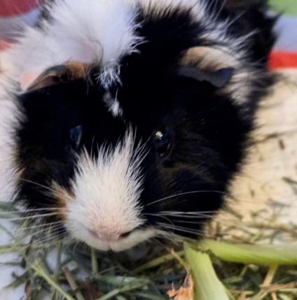 Enlarge Pippin & Augusto, a Adoptable Abyssinian in Fort Collins, CO image 3/5