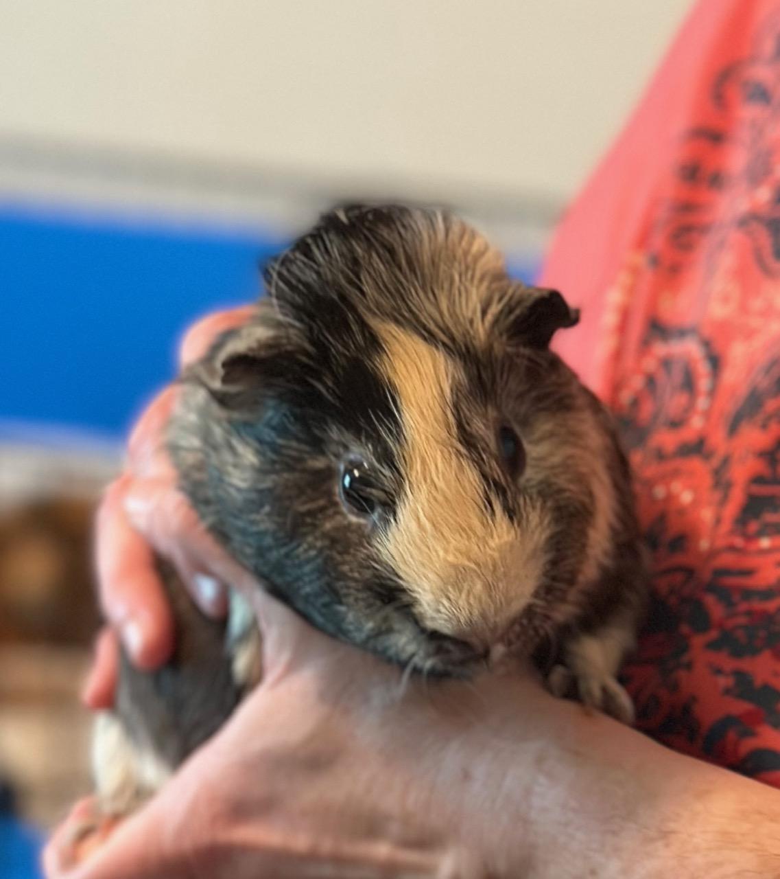 Enlarge Pippin & Augusto, a Adoptable Abyssinian in Fort Collins, CO image 2/5
