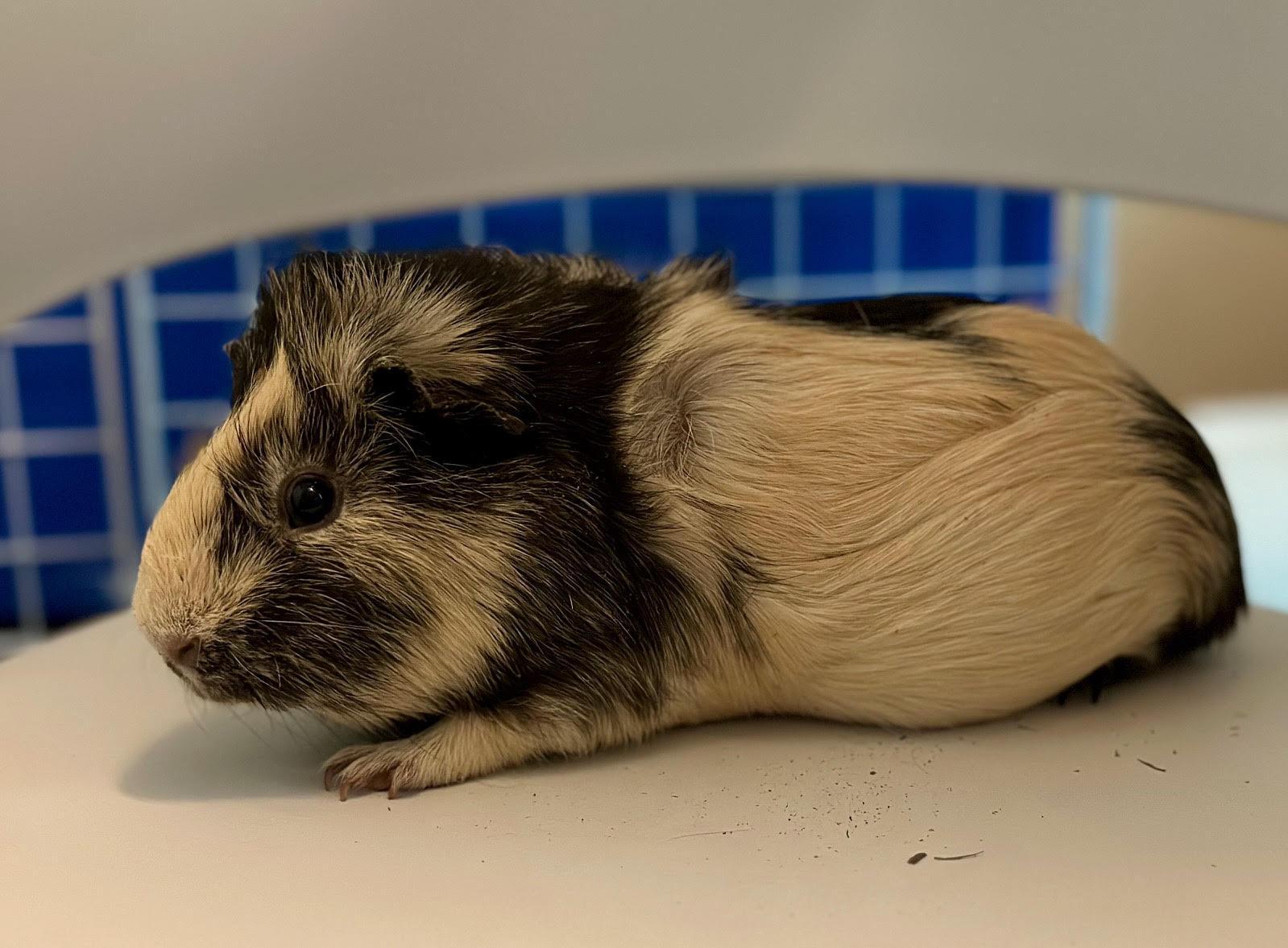 Enlarge Pippin & Augusto, a Adoptable Abyssinian in Fort Collins, CO image 5/5