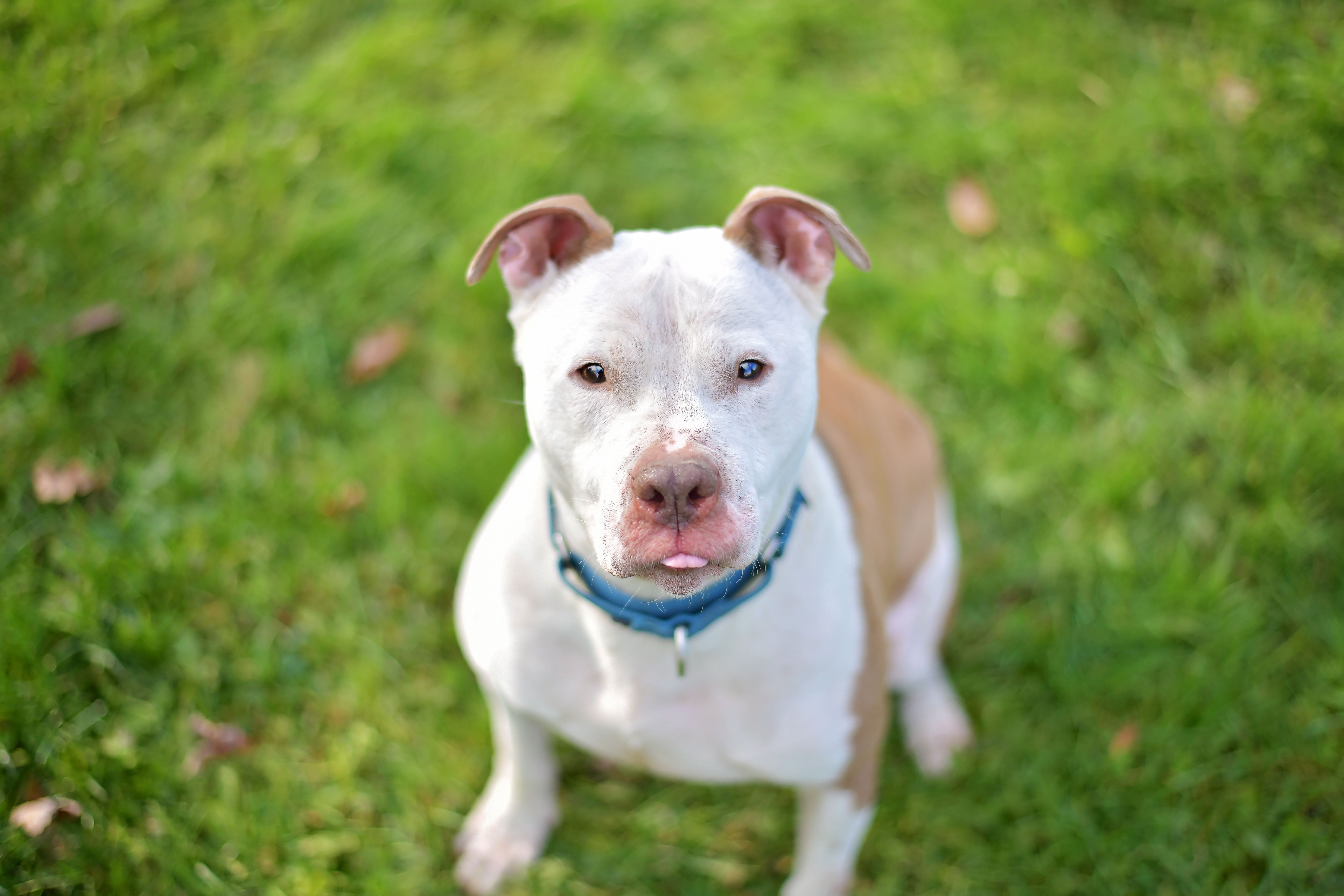 Enlarge Bowie, a Adoptable mixed breed in Montrose, PA image 1/12