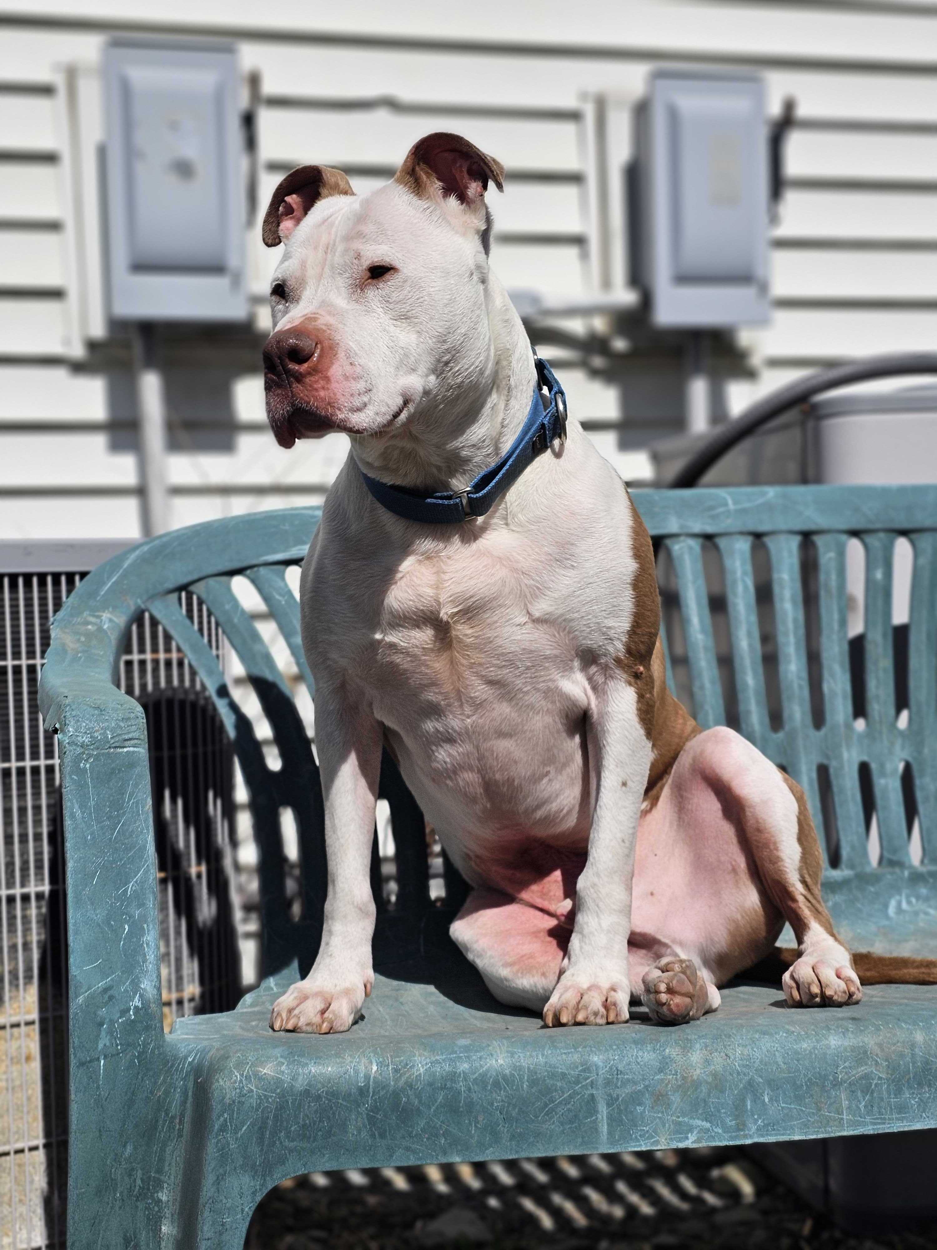 Enlarge Bowie, a Adoptable mixed breed in Montrose, PA image 10/12