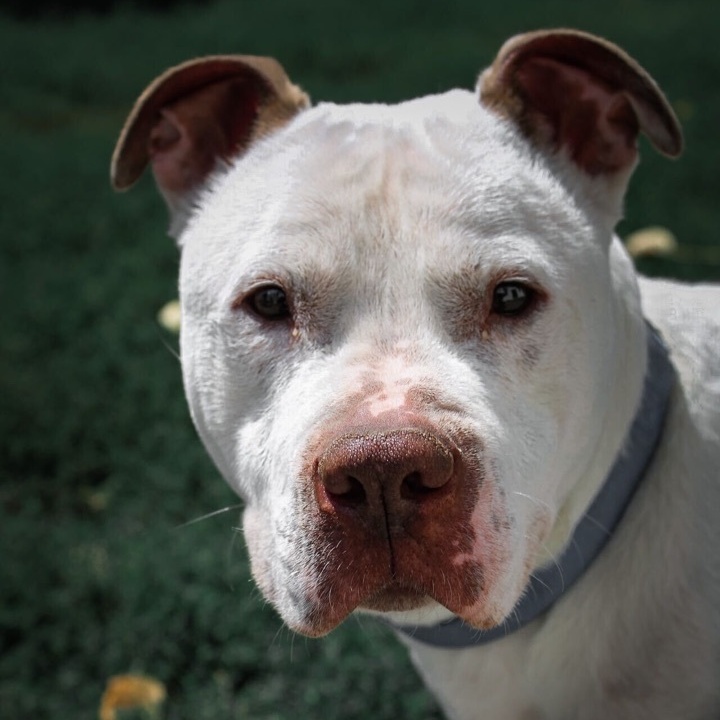 Enlarge Bowie, a Adoptable mixed breed in Montrose, PA image 12/12