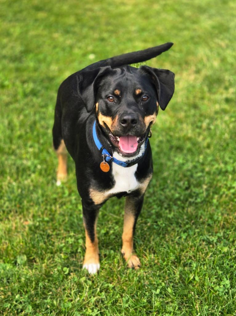 Pepper, a Adoptable mixed breed in Viroqua, WI image 1/5