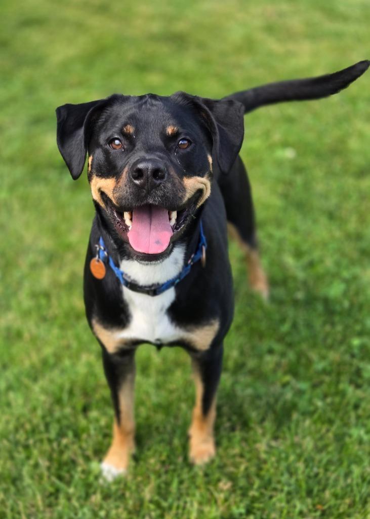 Pepper, a Adoptable mixed breed in Viroqua, WI image 2/5