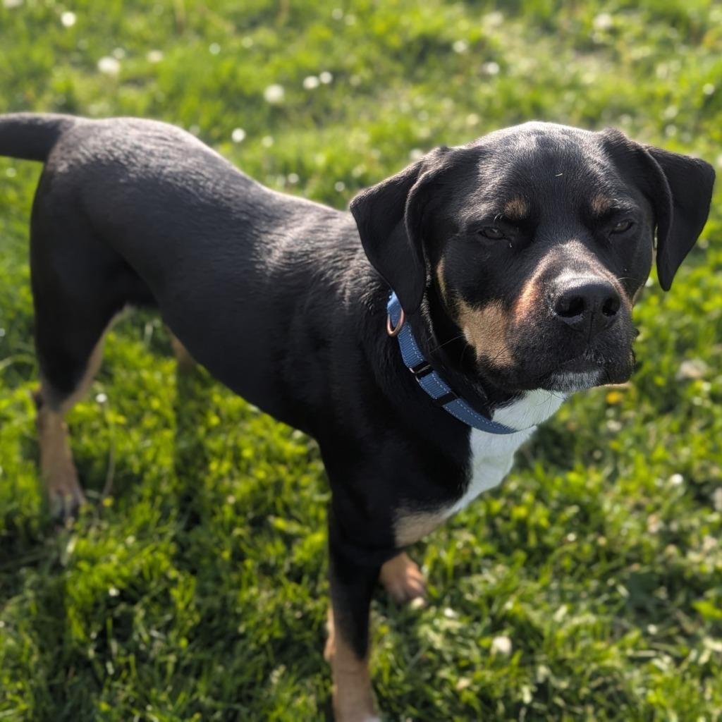 Pepper, a Adoptable mixed breed in Viroqua, WI image 4/5