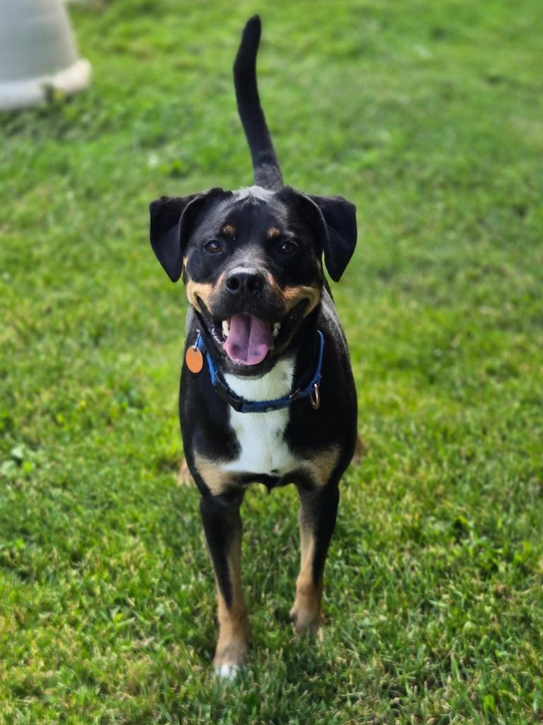 Pepper, a Adoptable mixed breed in Viroqua, WI image 5/5