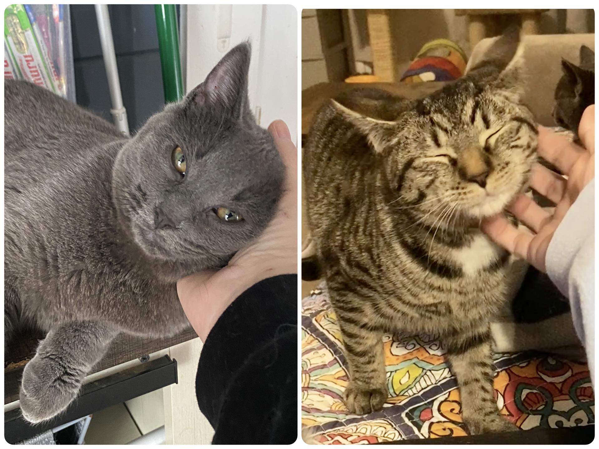 Enlarge Evander & Ryder, an adopted Domestic Short Hair in Syracuse, NY image 5/6