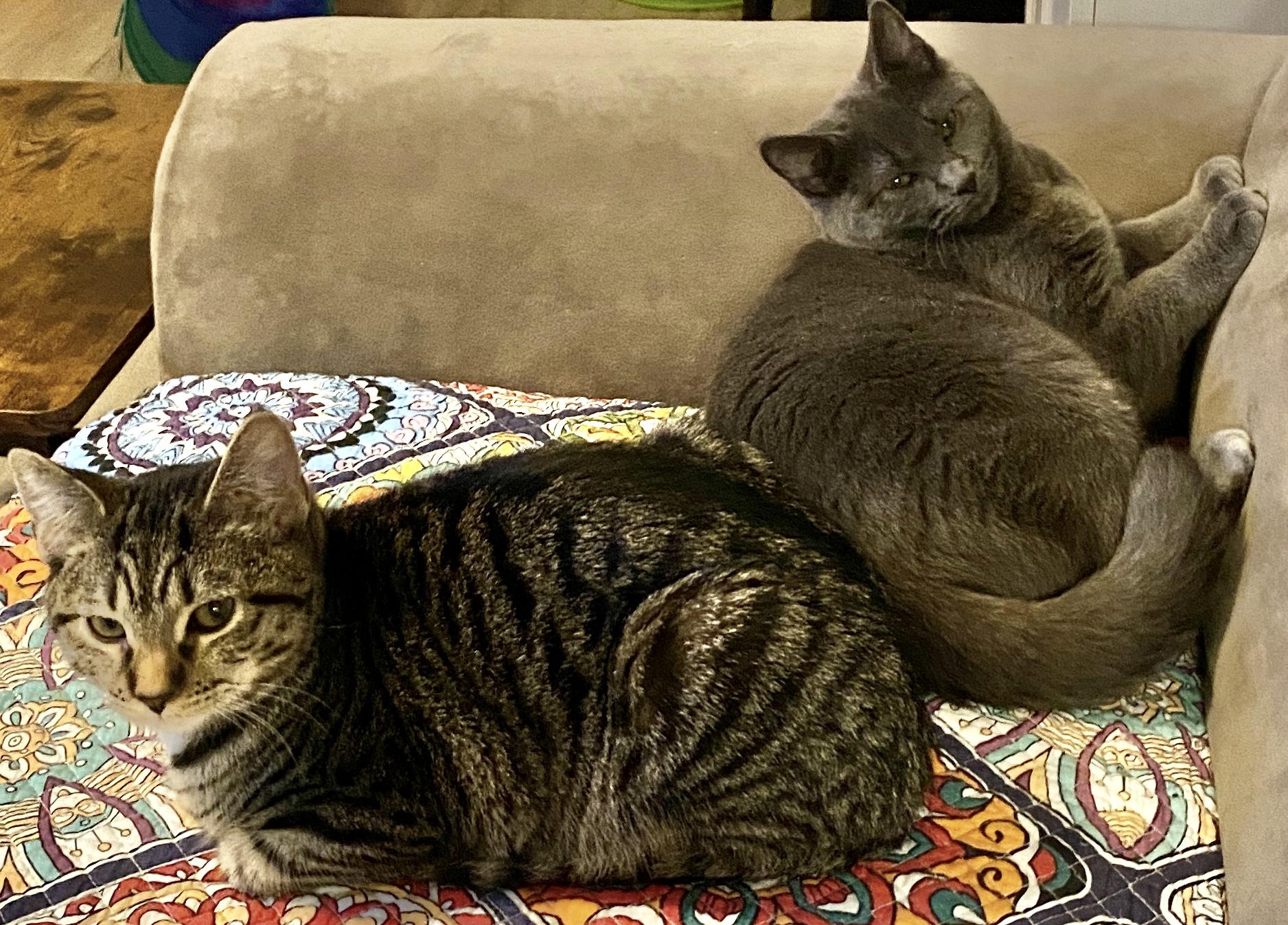 Enlarge Evander & Ryder, an adopted Domestic Short Hair in Syracuse, NY image 4/6