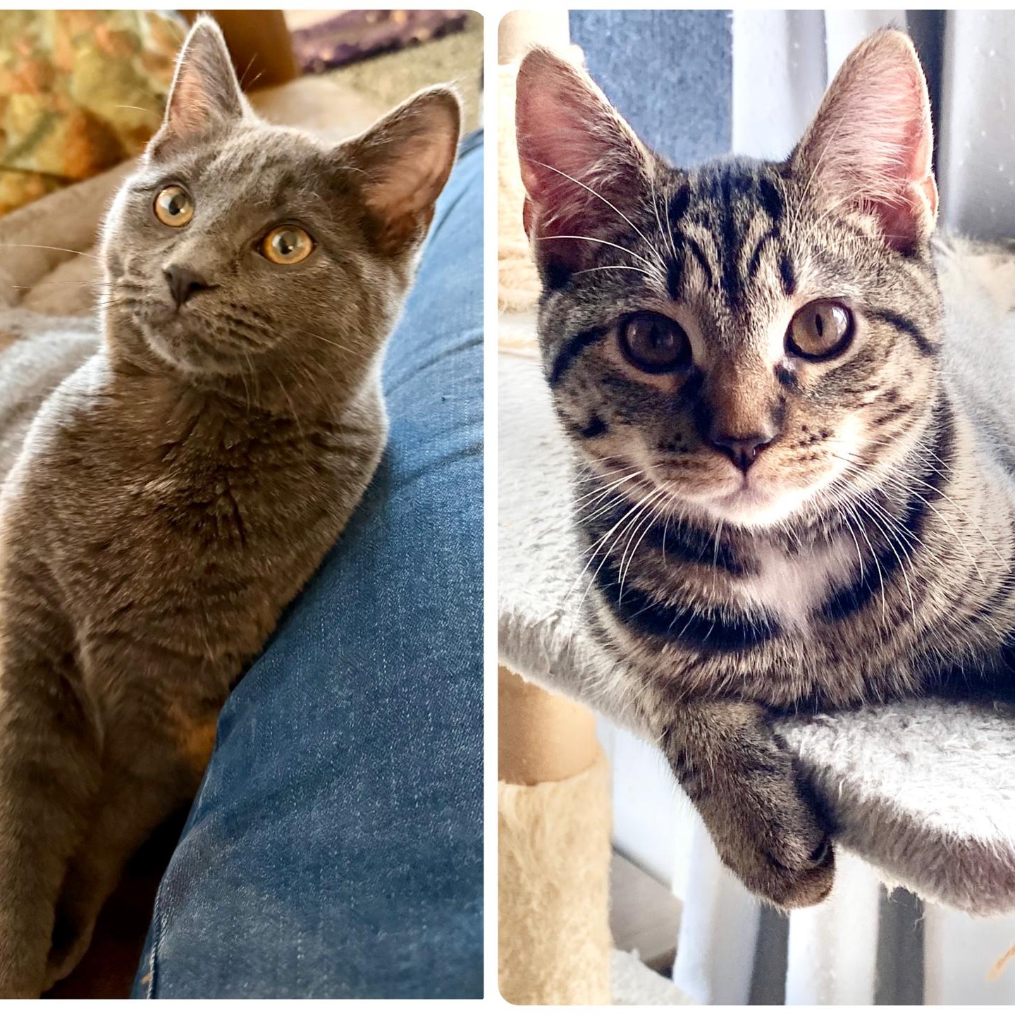 Evander & Ryder, adopted, Kitten Male Domestic Short Hair.