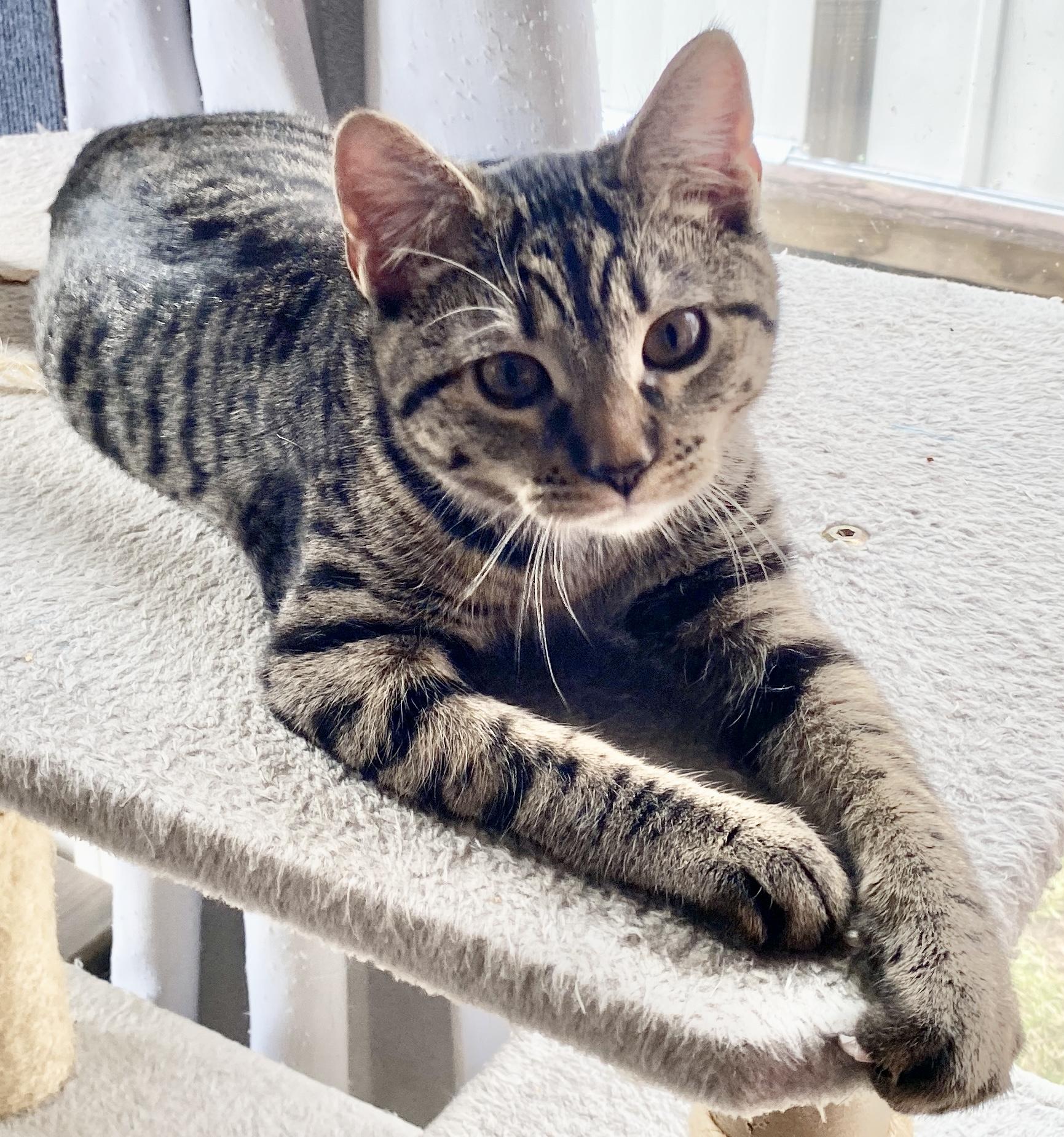 Enlarge Evander & Ryder, an adopted Domestic Short Hair in Syracuse, NY image 3/6