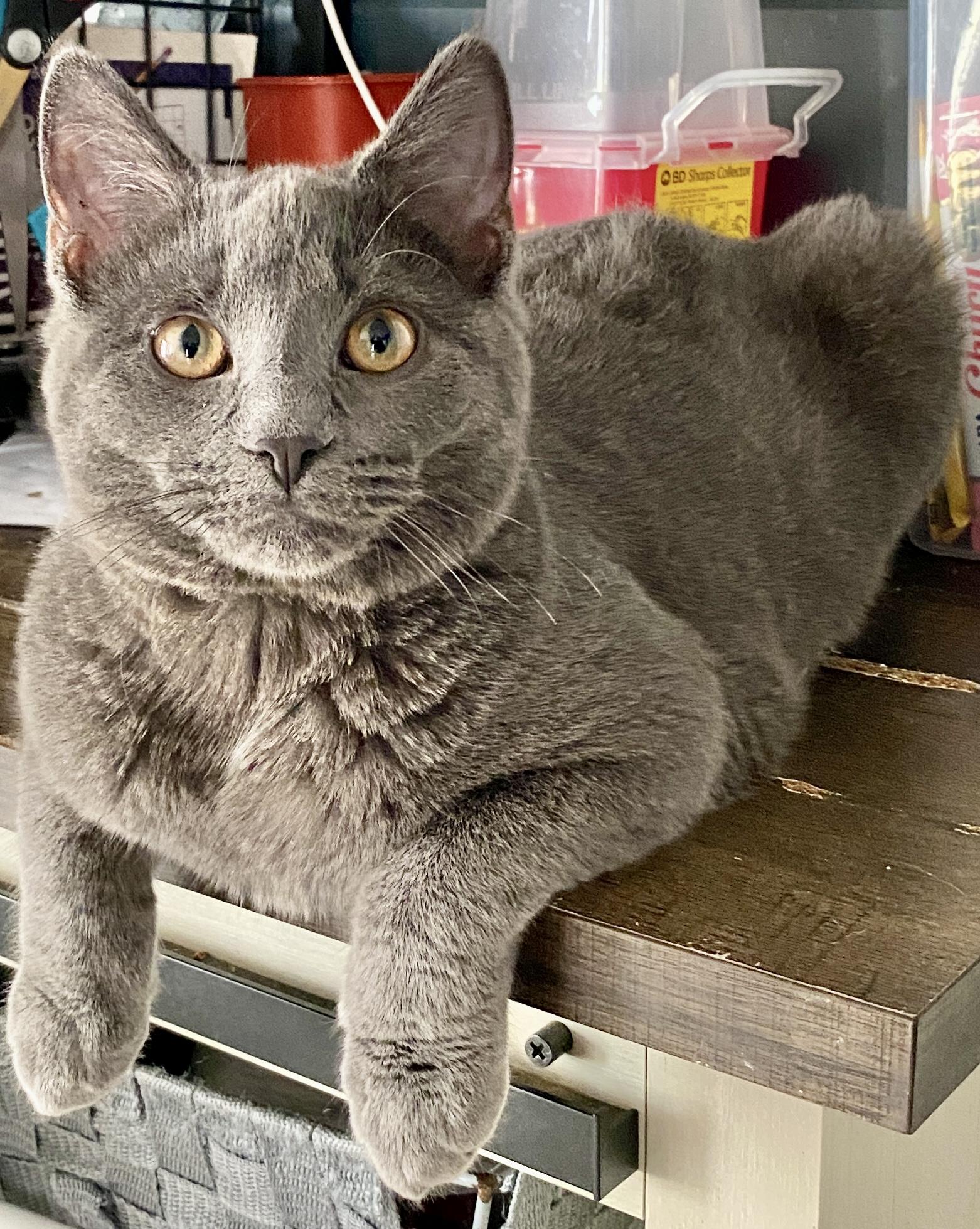 Enlarge Evander & Ryder, an adopted Domestic Short Hair in Syracuse, NY image 2/6