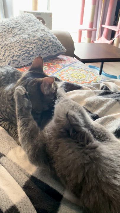 Enlarge Evander & Ryder, an adopted Domestic Short Hair in Syracuse, NY video 6/6