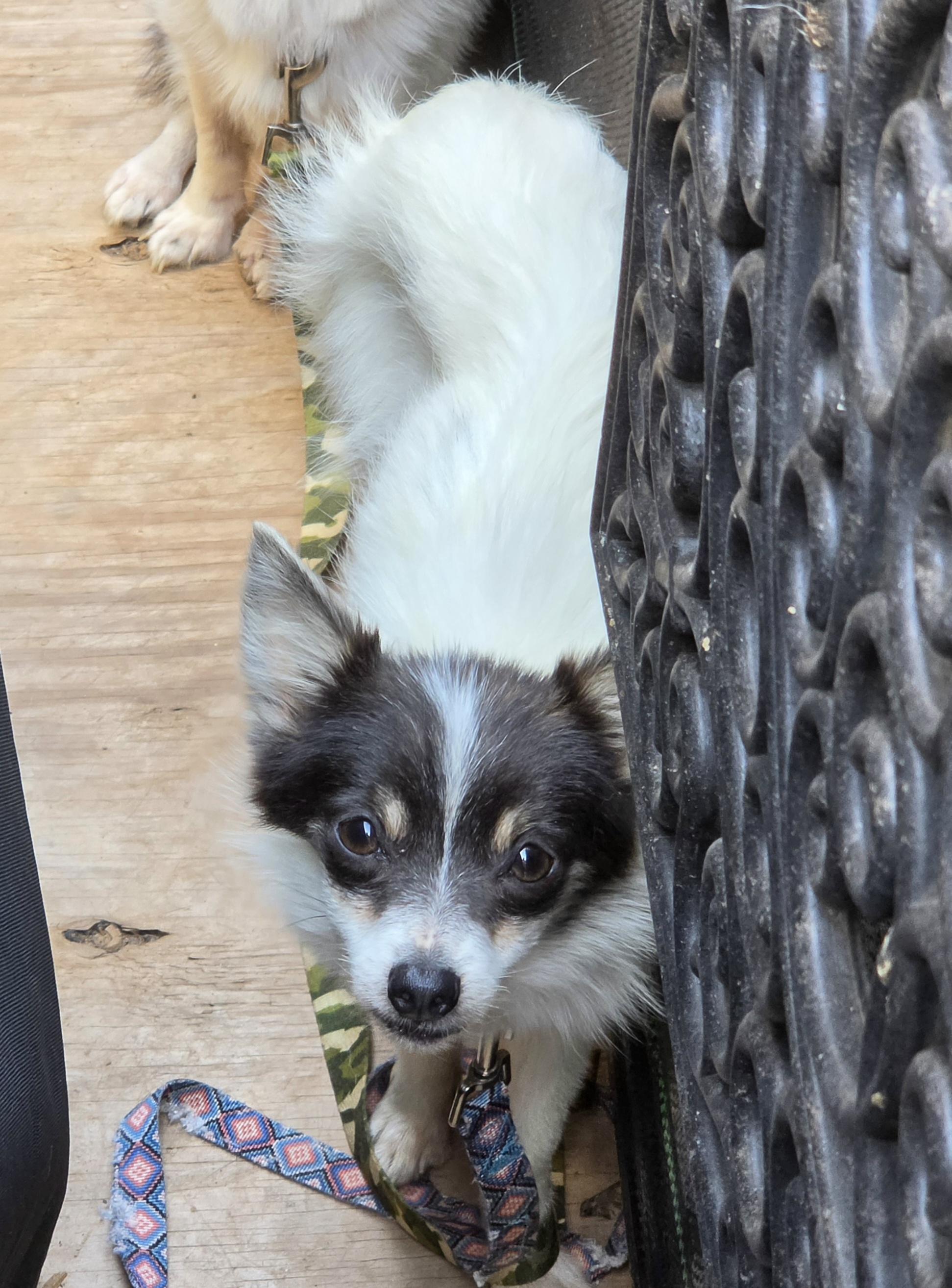 Enlarge HEIDI, a Adoptable mixed breed in Troutman, NC image 3/4