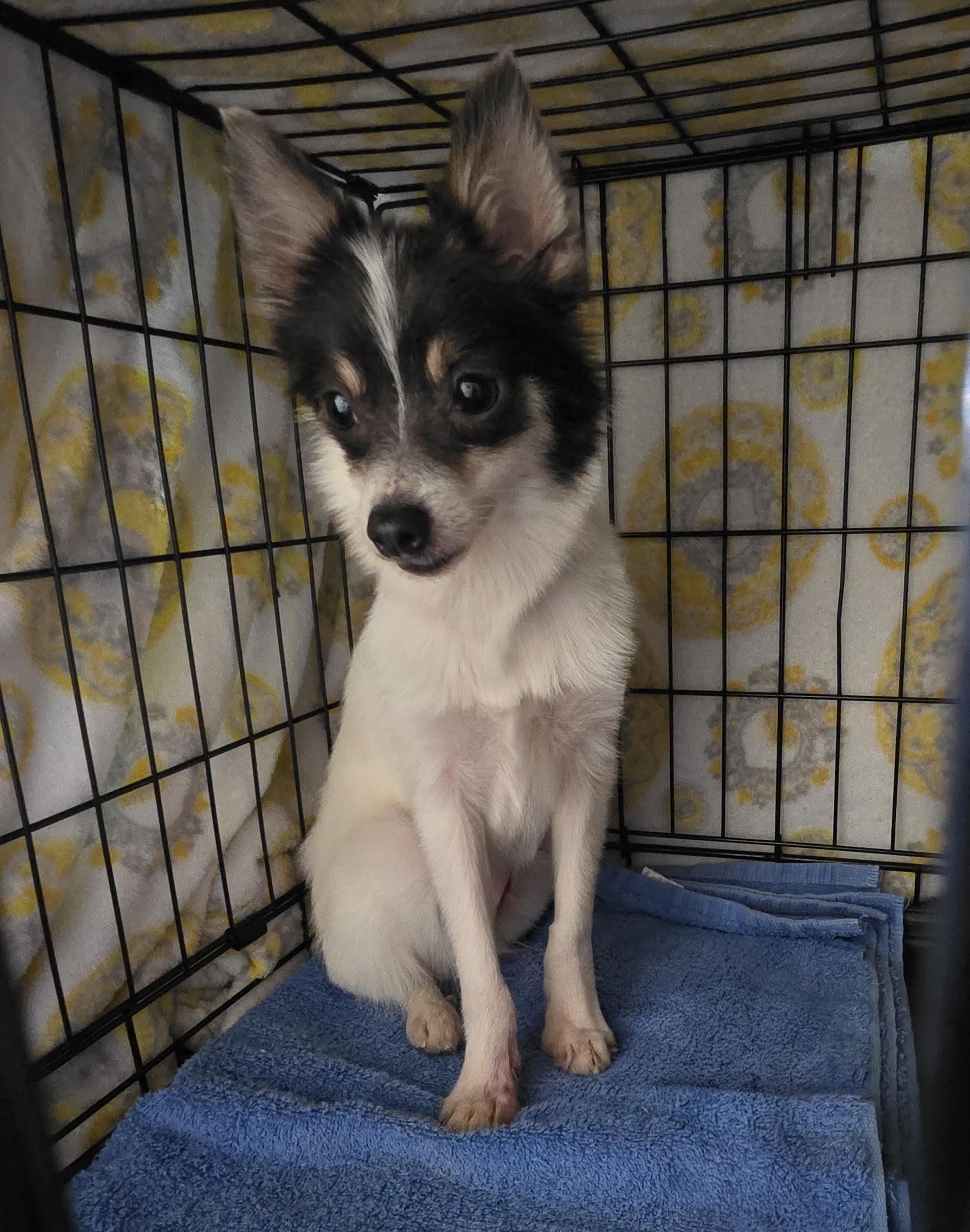 Enlarge HEIDI, a Adoptable mixed breed in Troutman, NC image 1/4