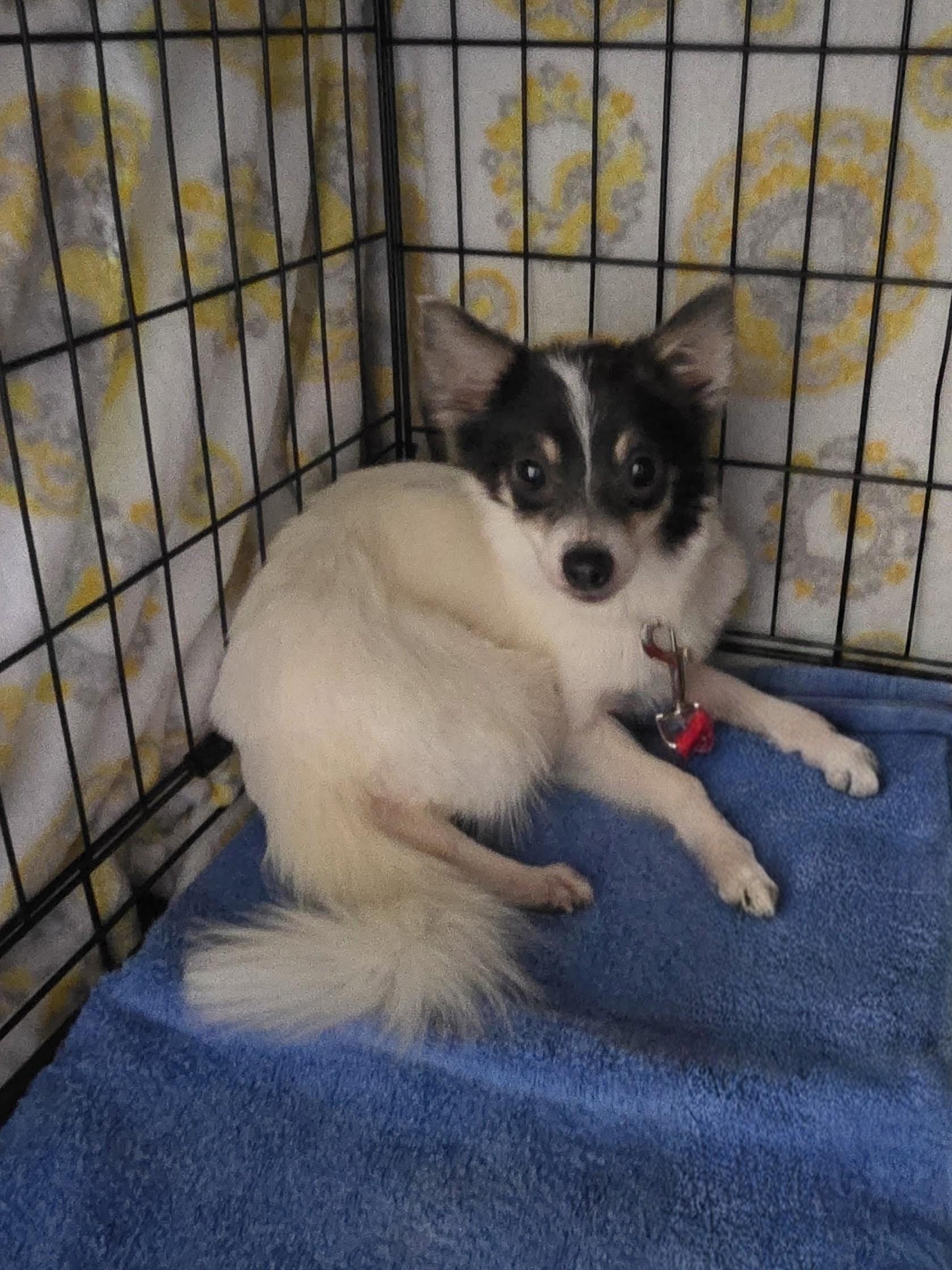 Enlarge HEIDI, a Adoptable mixed breed in Troutman, NC image 2/4