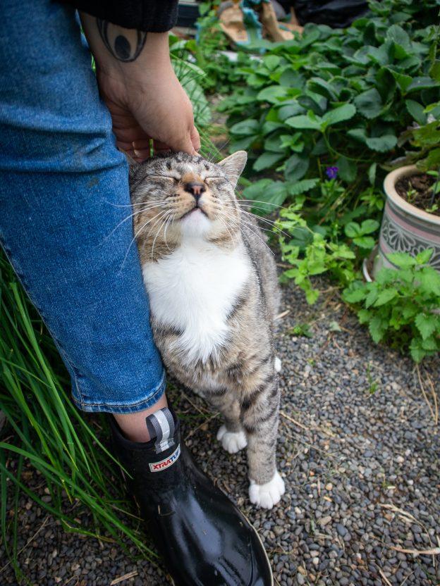 Enlarge Trudy, an adopted Domestic Short Hair in Kenai, AK image 1/1