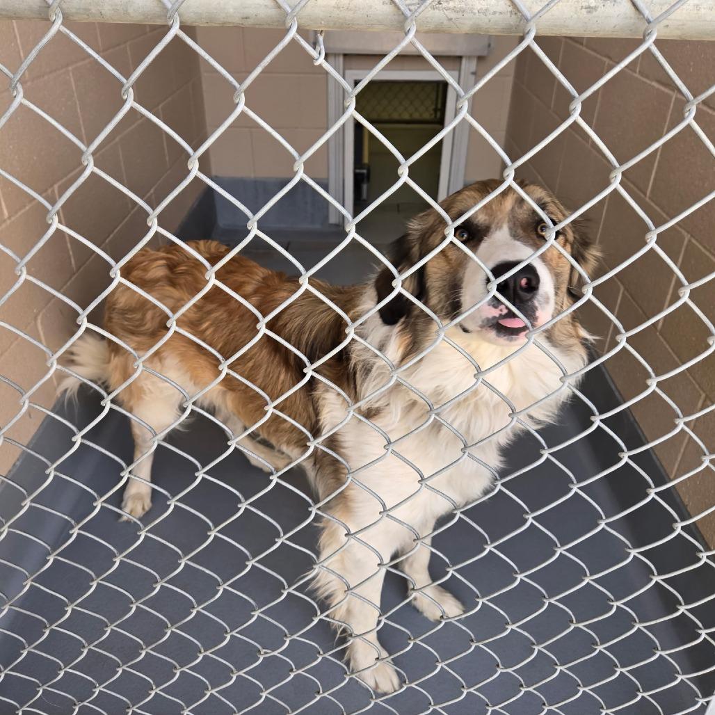 Bachelor, Adoptable, Adult Male Anatolian Shepherd.