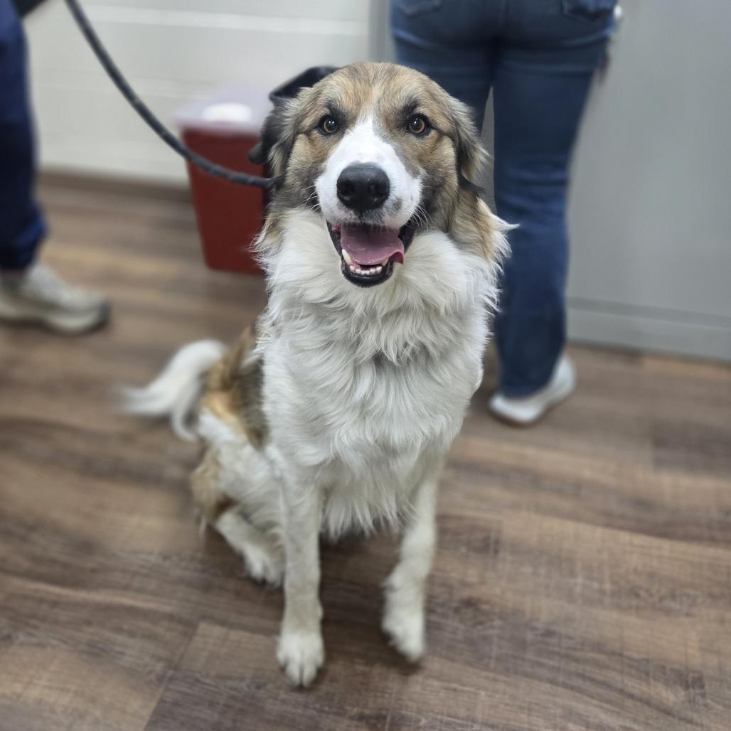 Enlarge Bachelor, a Adoptable mixed breed in Incline Village, NV image 2/2
