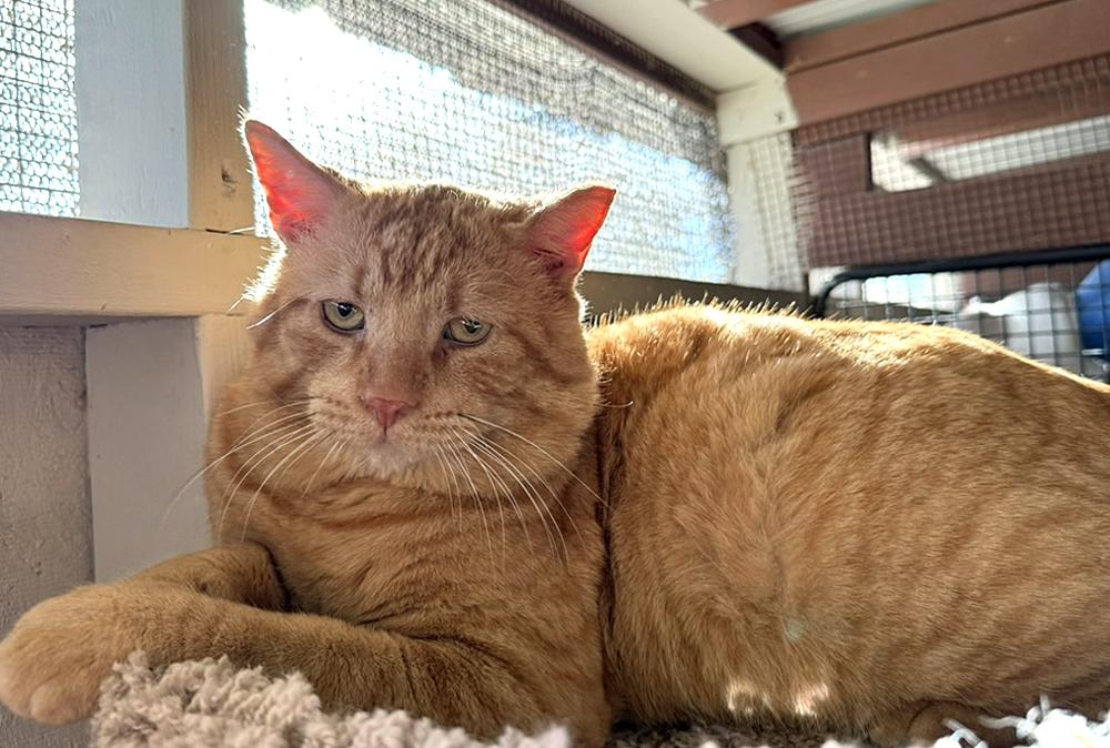 Enlarge Medium Cheddar, an adopted Domestic Short Hair in Marana, AZ image 1/3