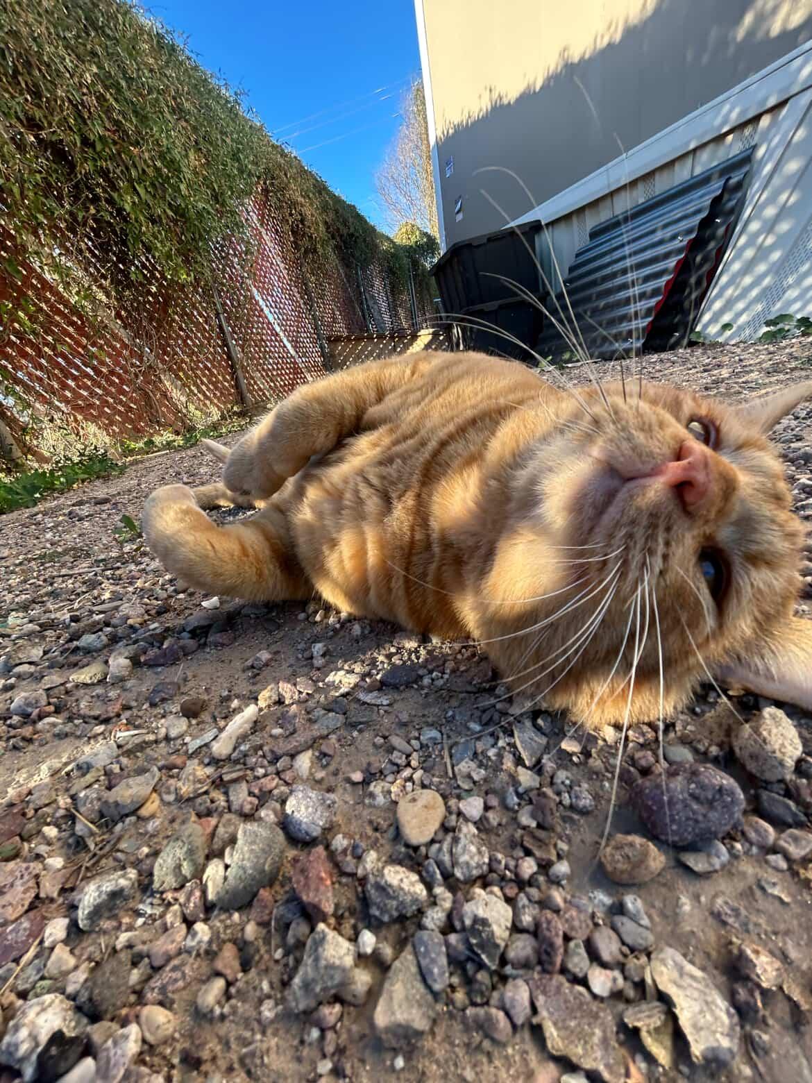 Enlarge Medium Cheddar, an adopted Domestic Short Hair in Marana, AZ image 2/3