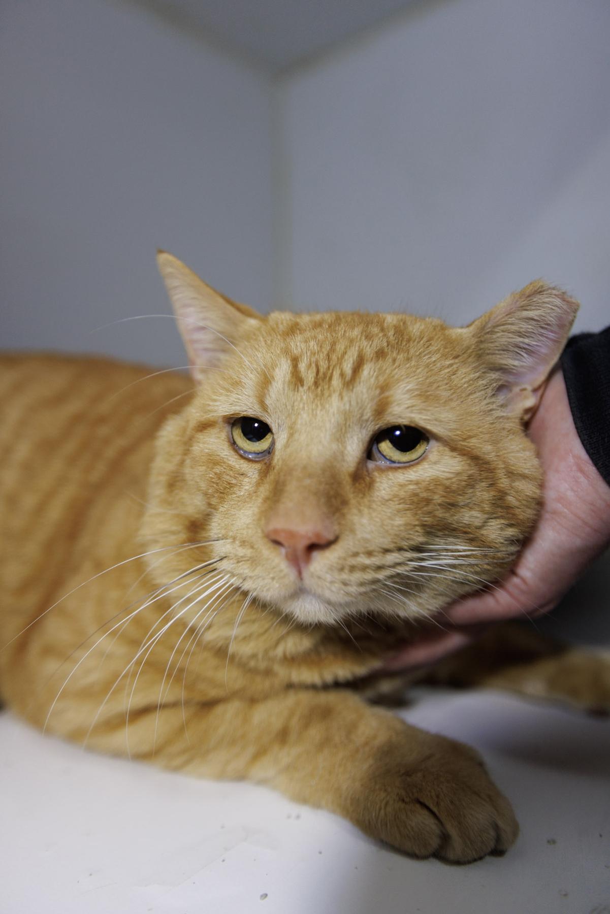 Enlarge Medium Cheddar, an adopted Domestic Short Hair in Marana, AZ image 3/3