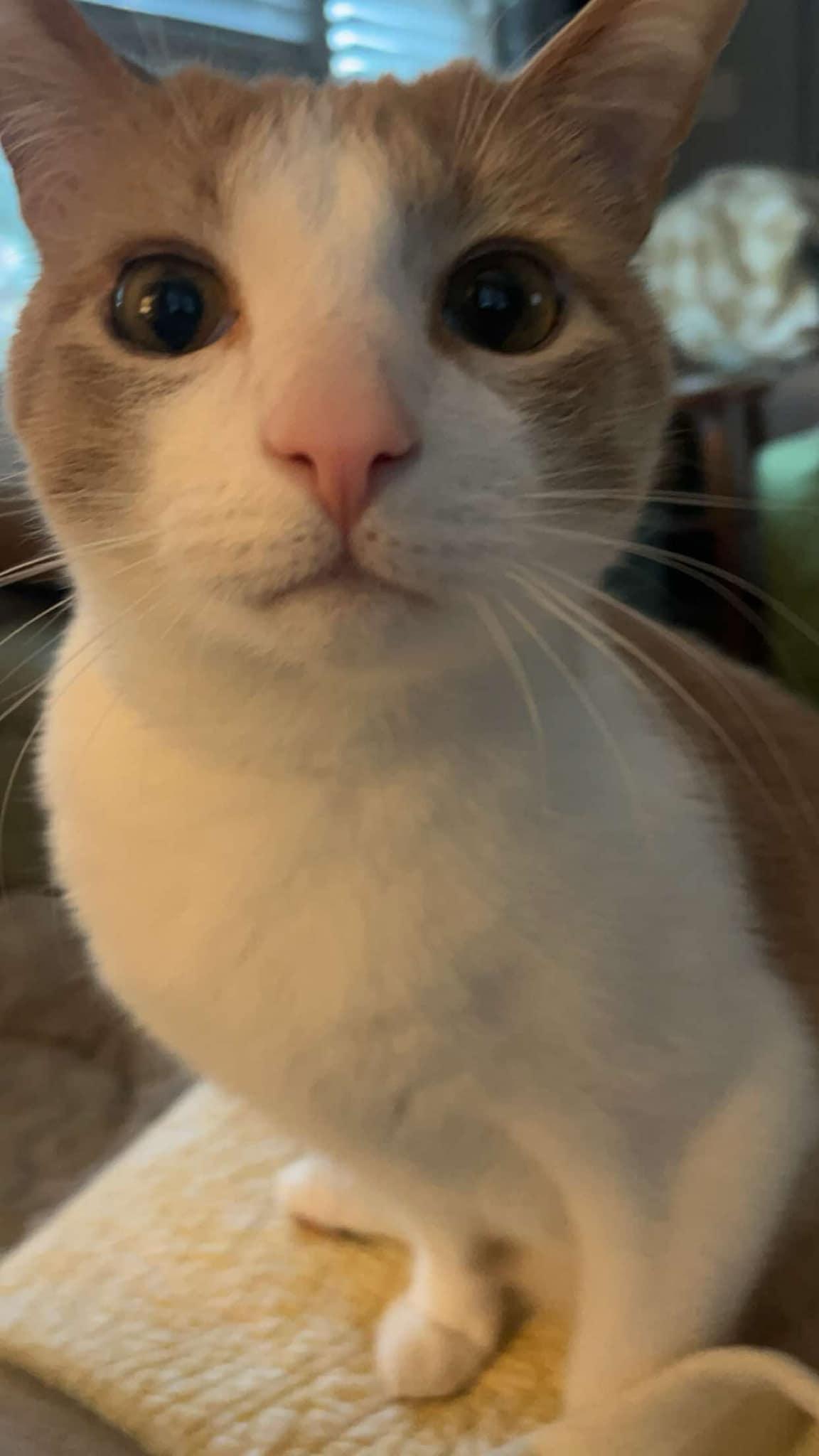 Chester (Bean), Adult Male Domestic Short Hair