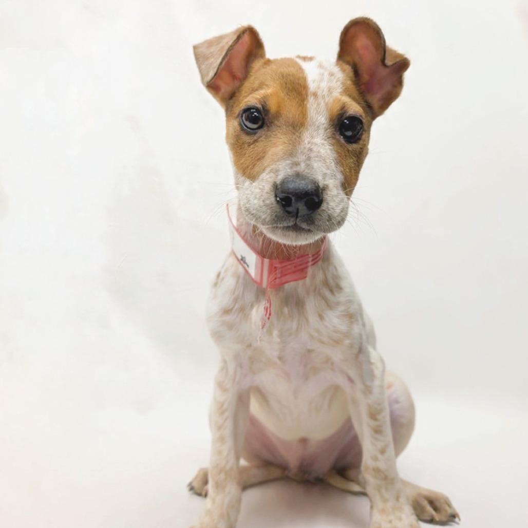 Enlarge 23 (2026) Peach, a Adoptable Cattle Dog in Parker, CO image 1/3