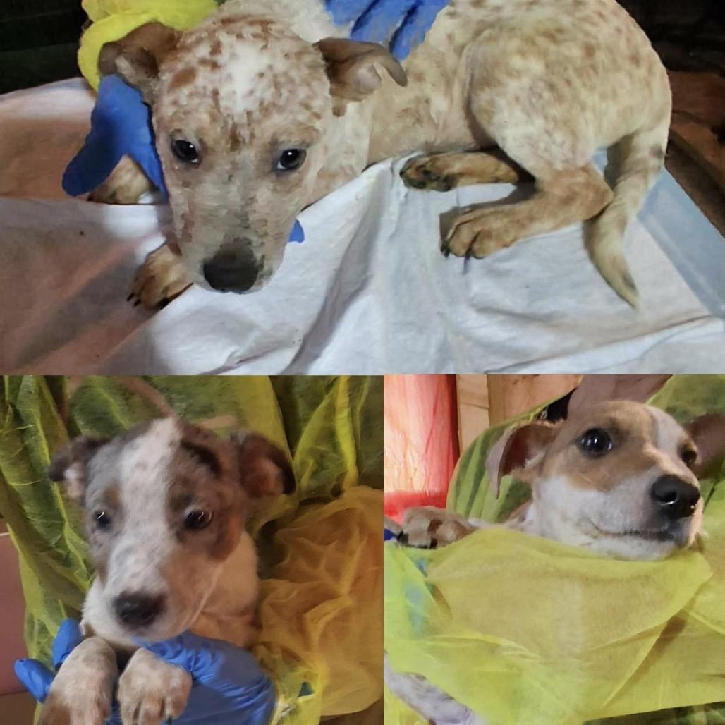 Enlarge 23 (2026) Peach, a Adoptable Cattle Dog in Parker, CO image 2/3