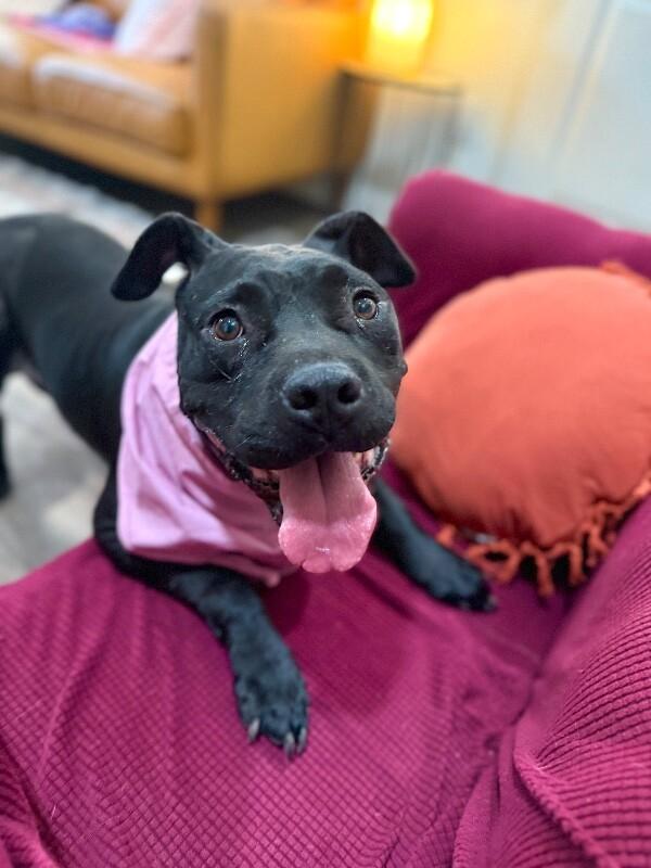 Angie Short Stack of Snuggles 5