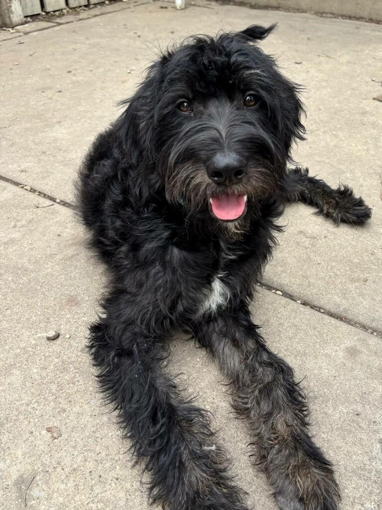 Jock, Adopted, Puppy Male Labradoodle.