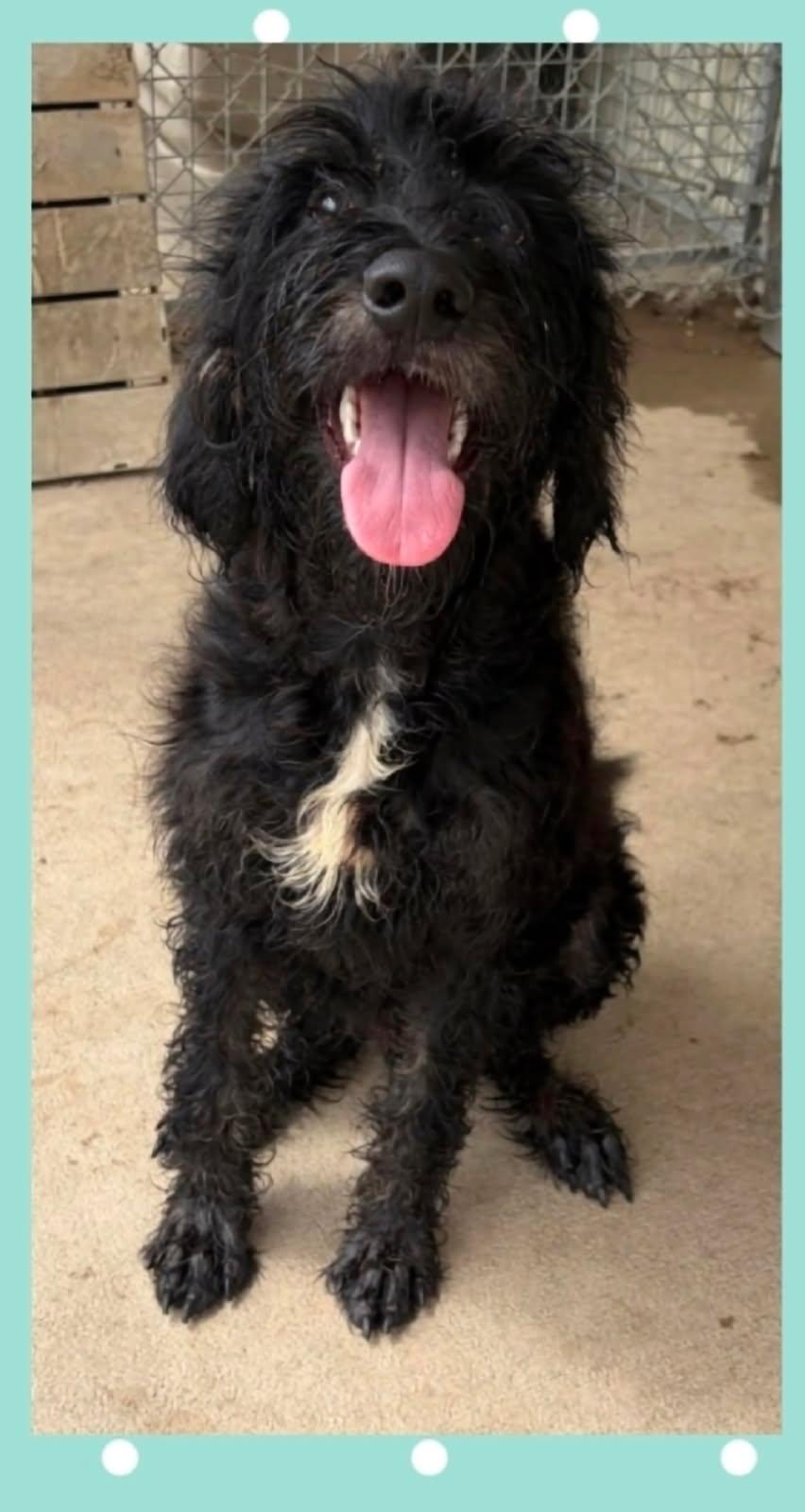 Enlarge Jock, a Adopted Labradoodle in Orland Park, IL image 2/4