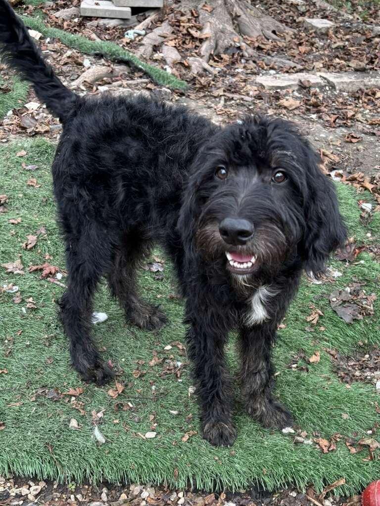 Enlarge Jock, a Adopted Labradoodle in Orland Park, IL image 3/4