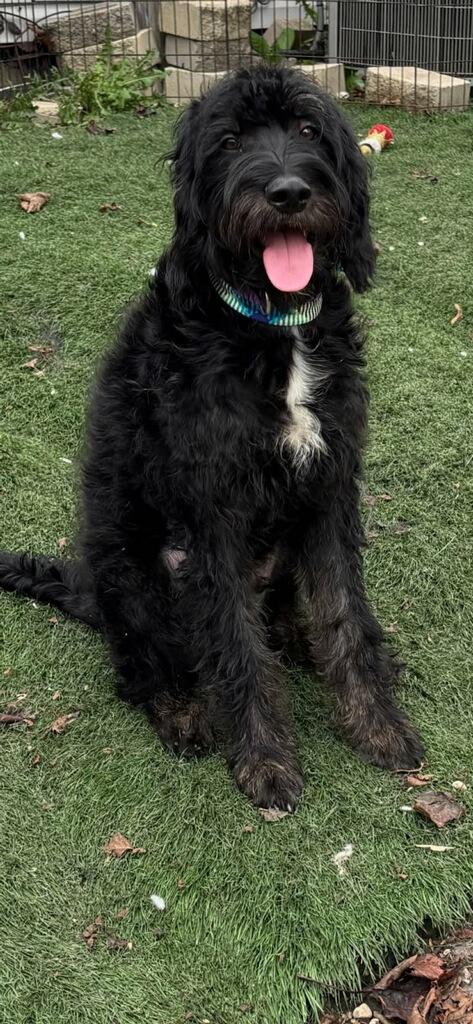 Enlarge Jock, a Adopted Labradoodle in Orland Park, IL image 4/4
