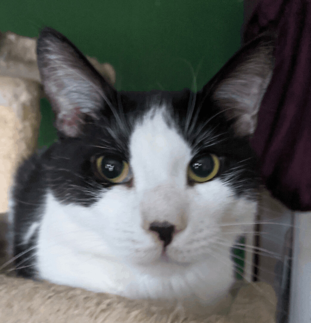 Shamu, a Adoptable Domestic Short Hair in New York, NY image 1/12