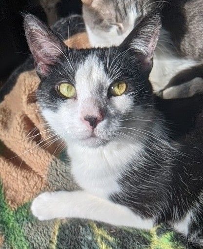 Shamu, a Adoptable Domestic Short Hair in New York, NY image 2/12