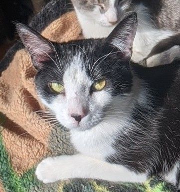 Shamu, a Adoptable Domestic Short Hair in New York, NY image 3/12