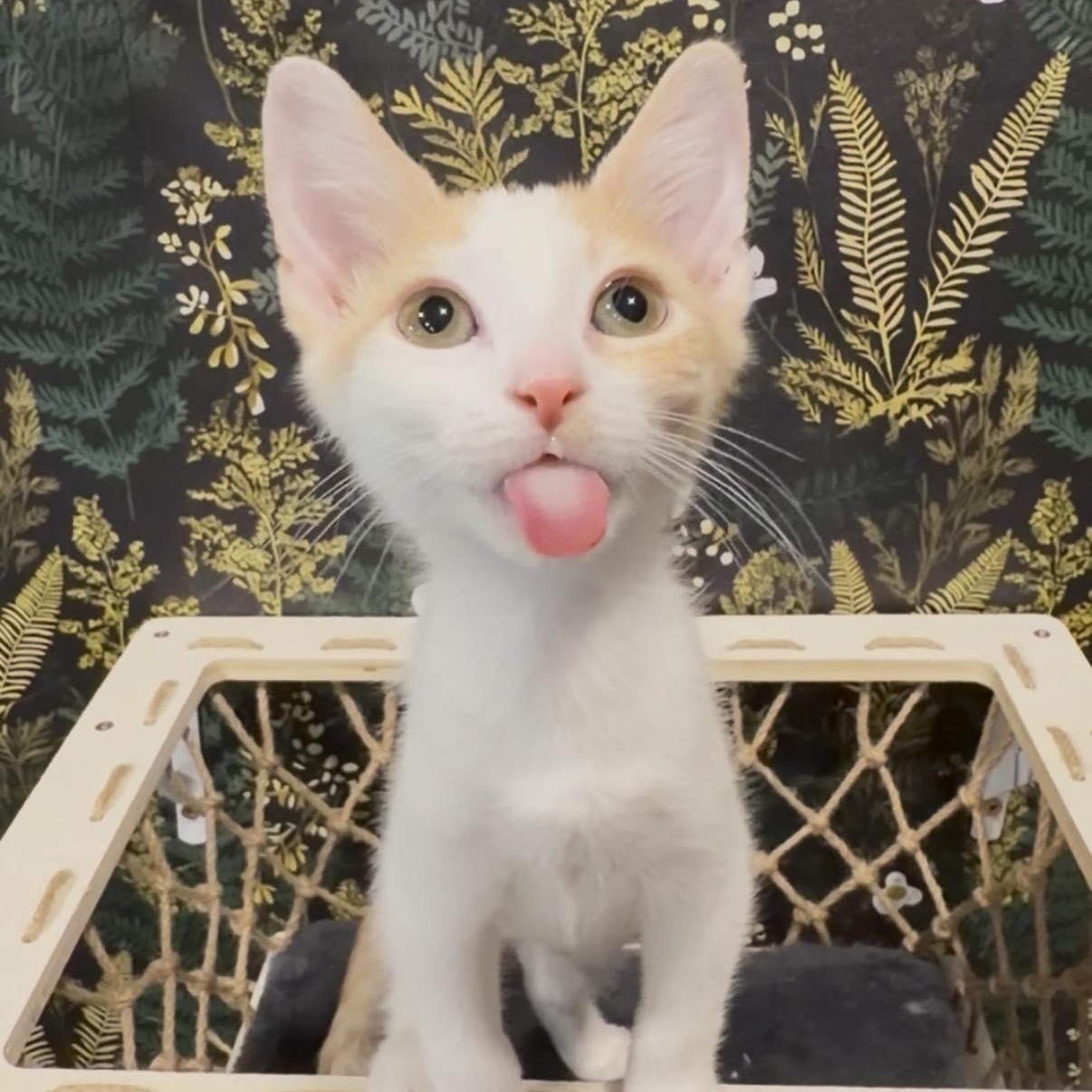 Velcro, ADOPTABLE, Kitten Female Domestic Short Hair.